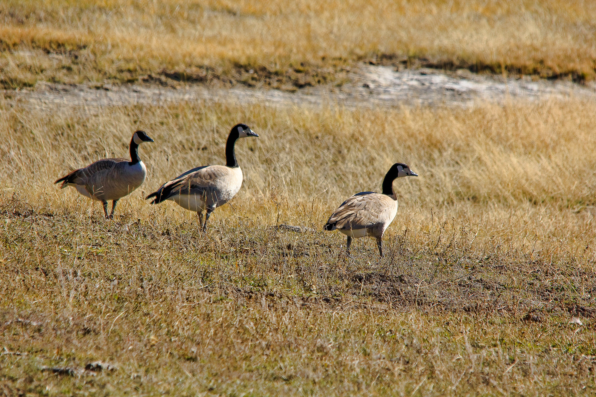 Canon EOS 60D sample photo. Canadian geese photography