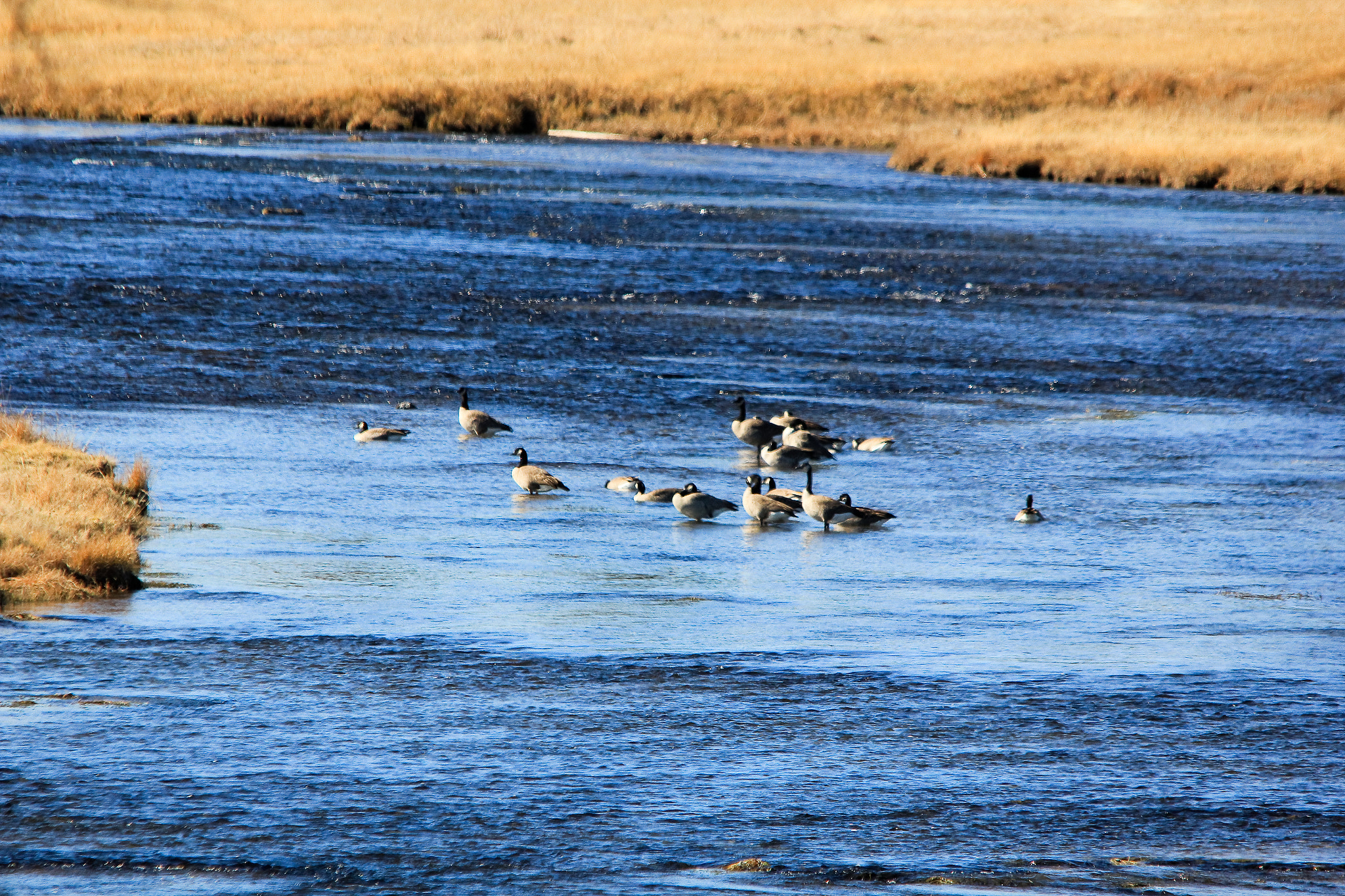 Canon EOS 60D + Sigma 150-500mm F5-6.3 DG OS HSM sample photo. Madison river photography