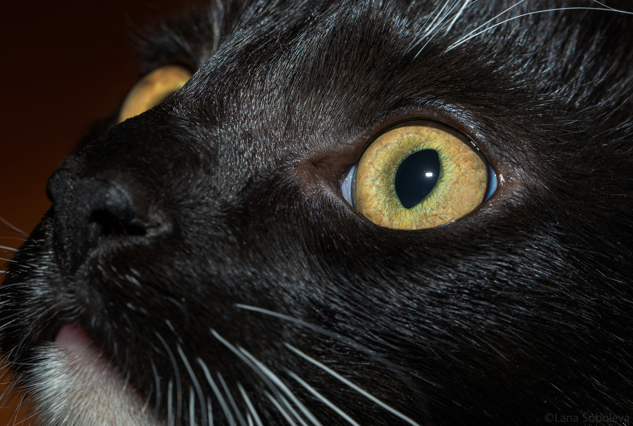 Canon EF 100mm F2.8L Macro IS USM sample photo. *** photography