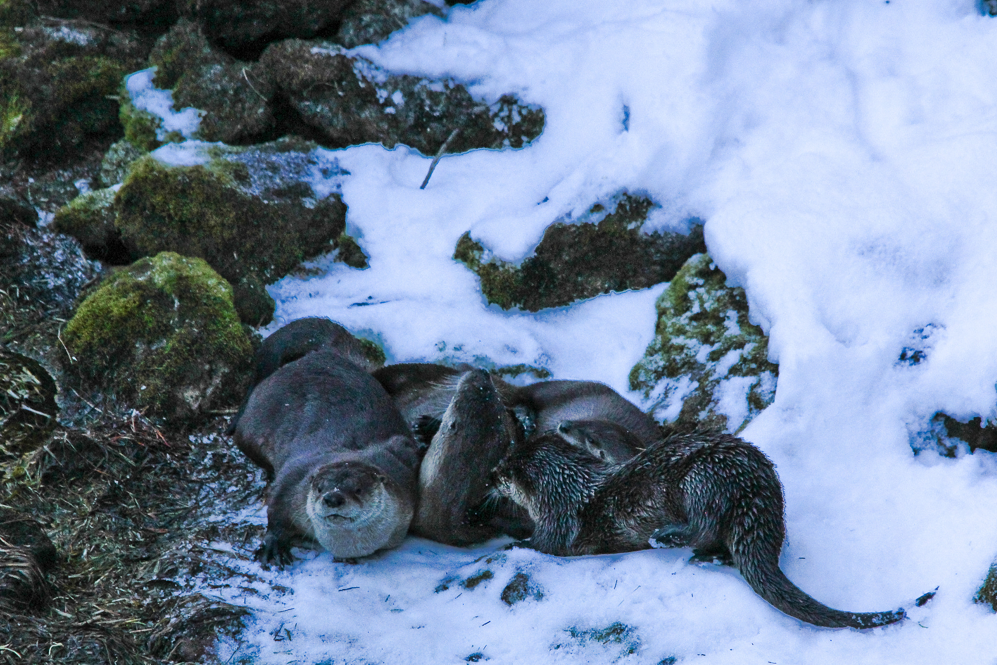 Sigma 150-500mm F5-6.3 DG OS HSM sample photo. Otter photography