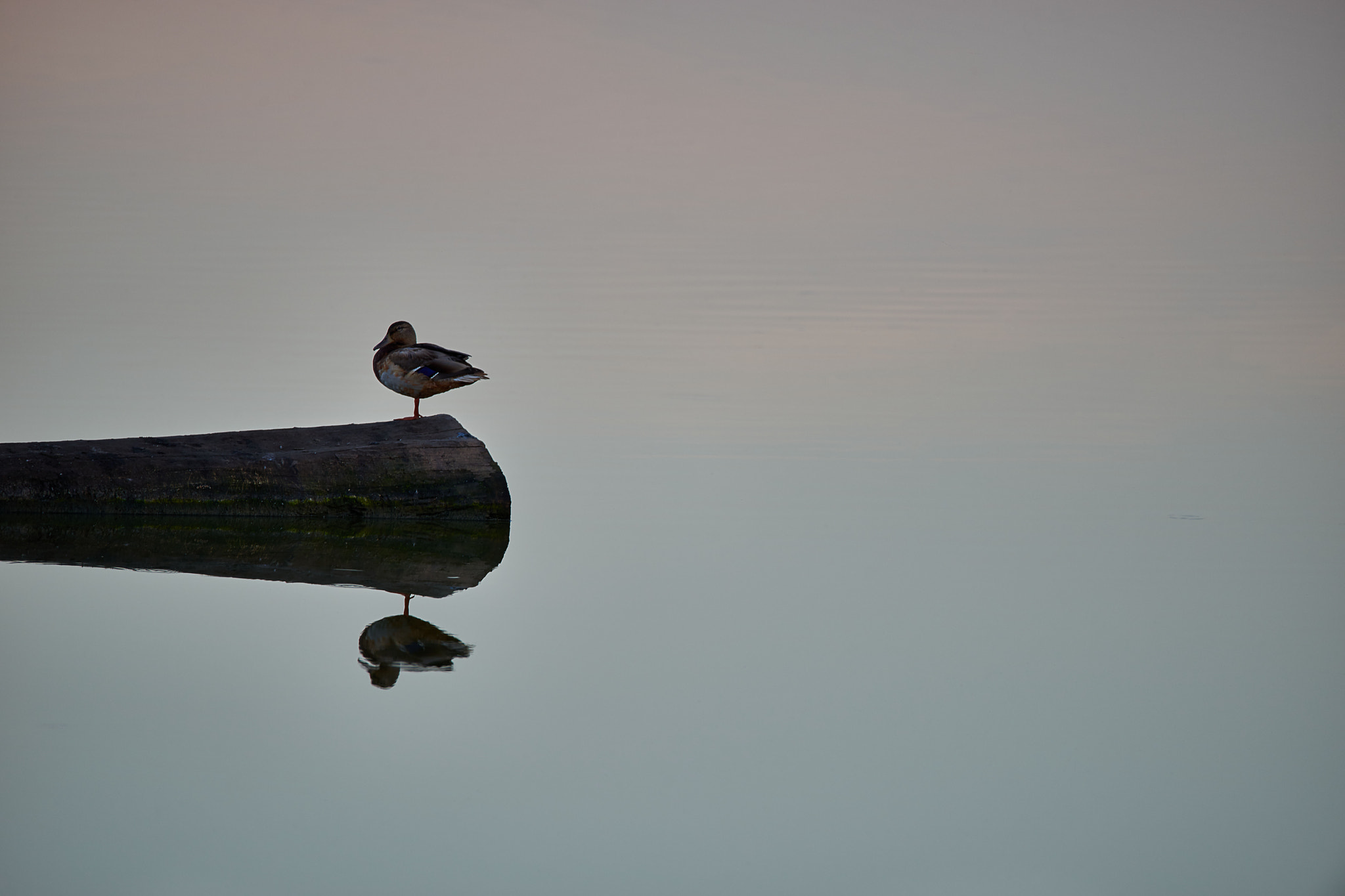 Nikon D800 sample photo. Canard a une patte photography