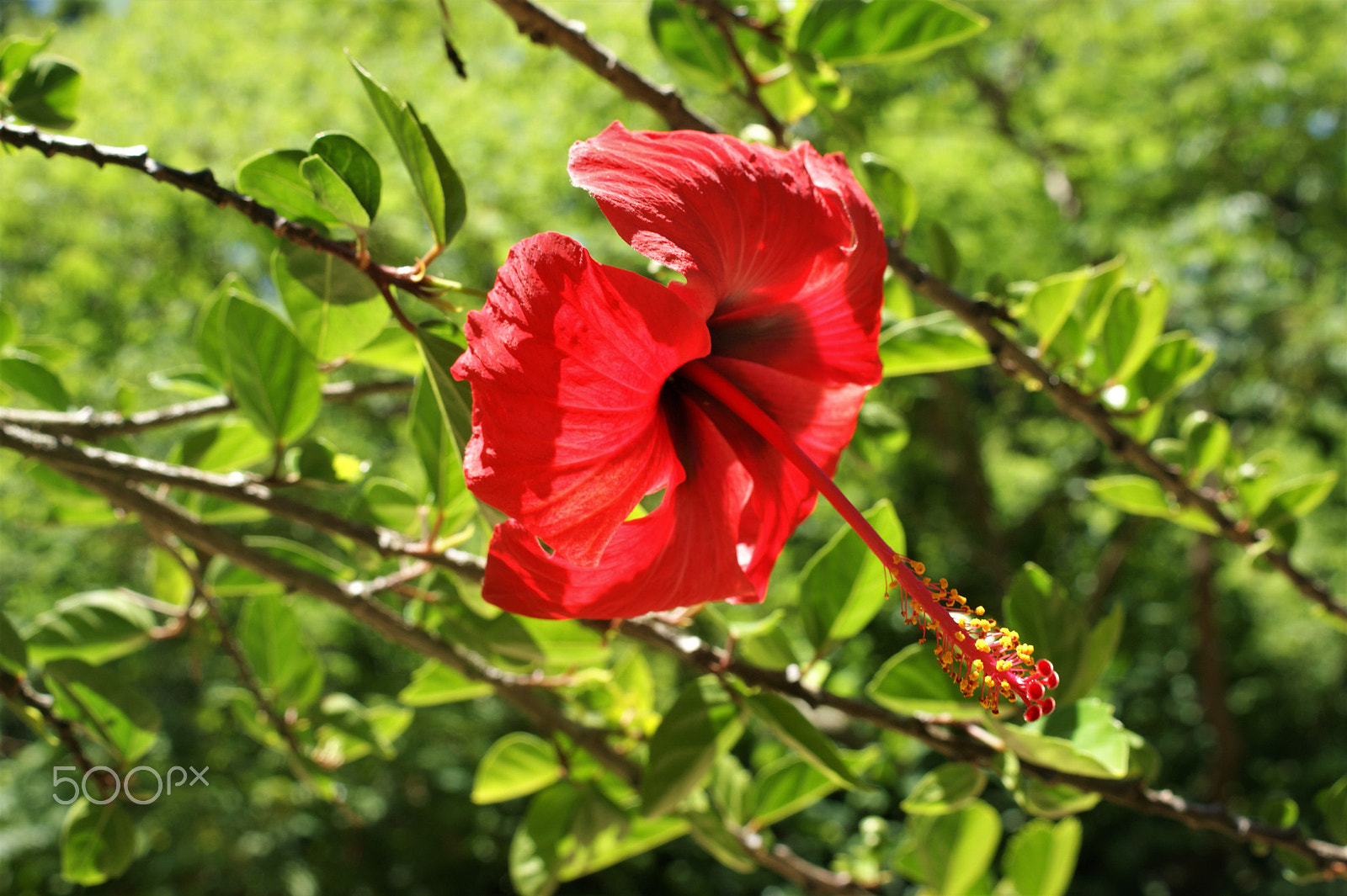 Sony Alpha DSLR-A390 sample photo. Flowers 19 photography