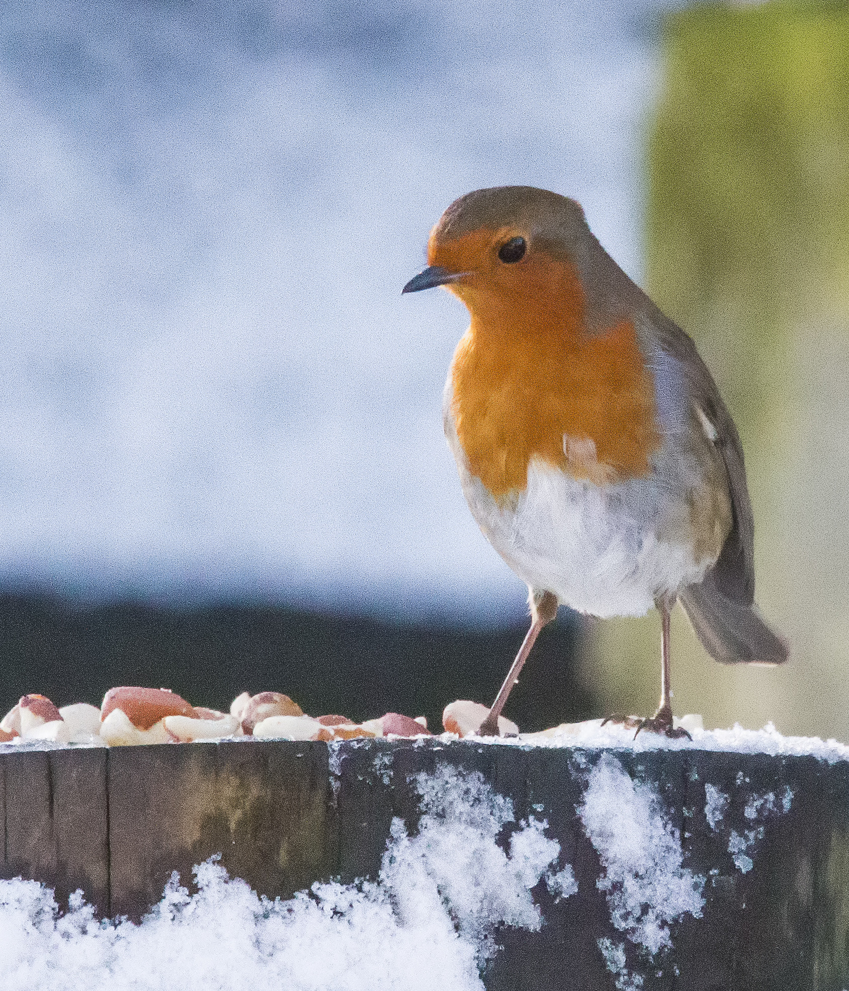 Sigma 150-600mm F5-6.3 DG OS HSM | C sample photo. Robin feeding photography