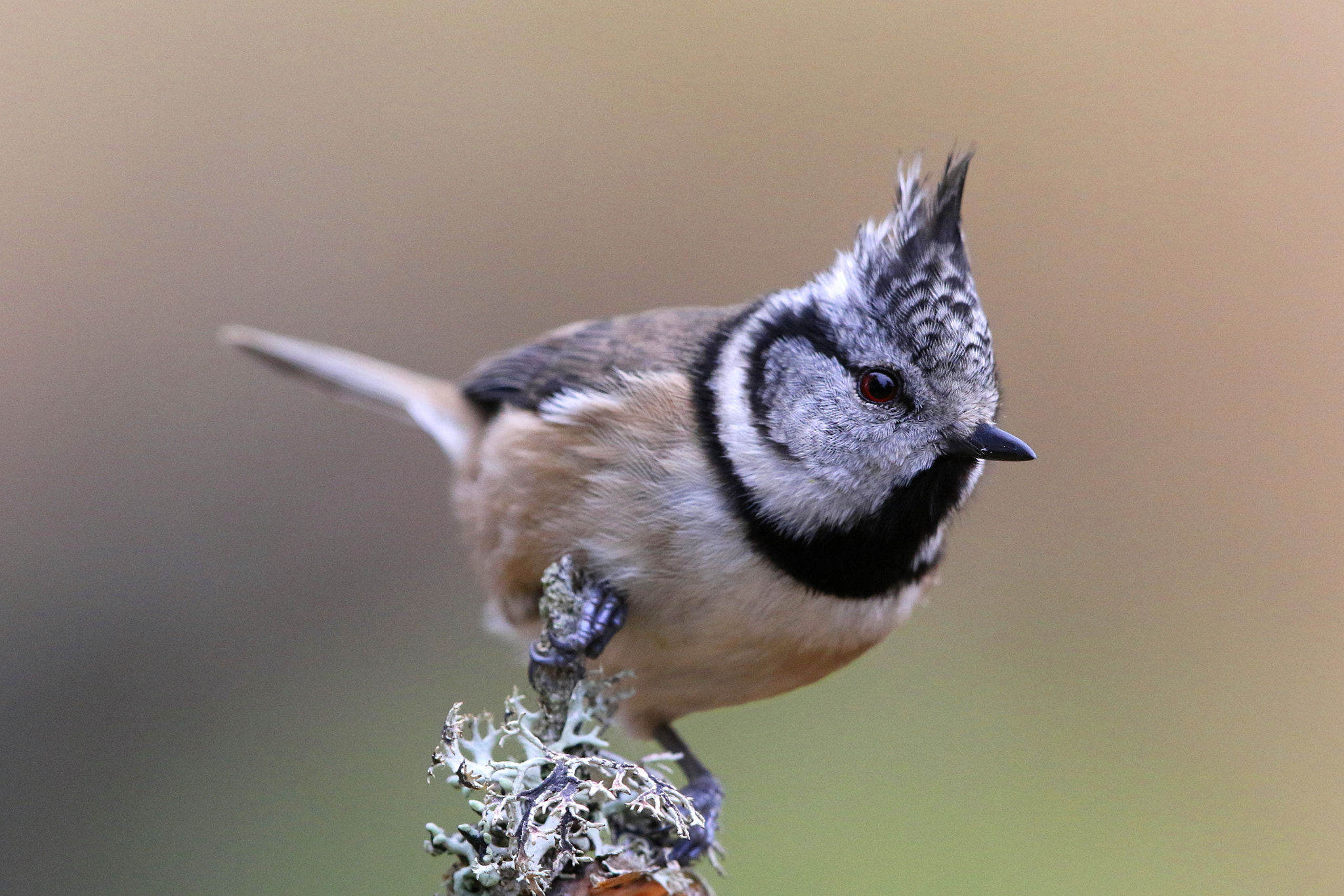 Canon EF 500mm F4L IS II USM sample photo. Crested tit photography