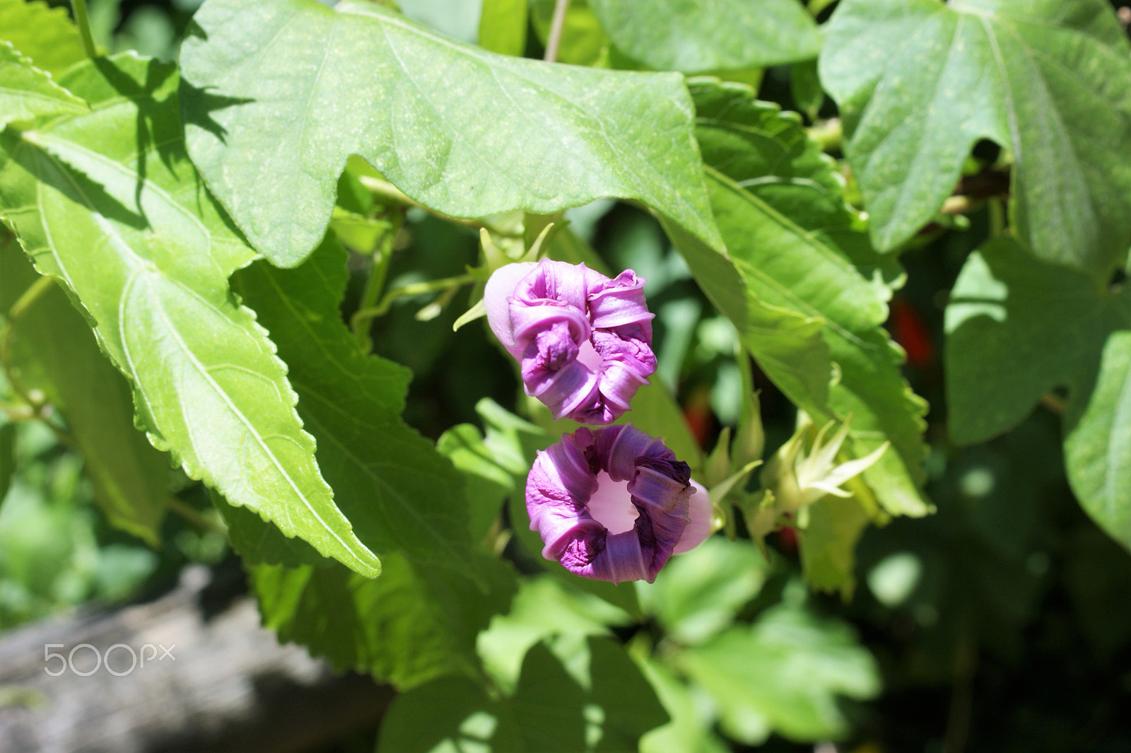 Sony Alpha DSLR-A390 + Sony DT 30mm F2.8 Macro SAM sample photo. Flowers 21 photography