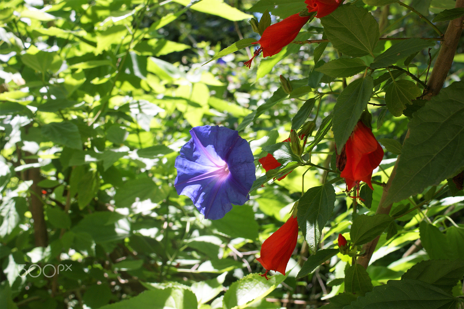 Sony Alpha DSLR-A390 + Sony DT 30mm F2.8 Macro SAM sample photo. Flowers 20 photography