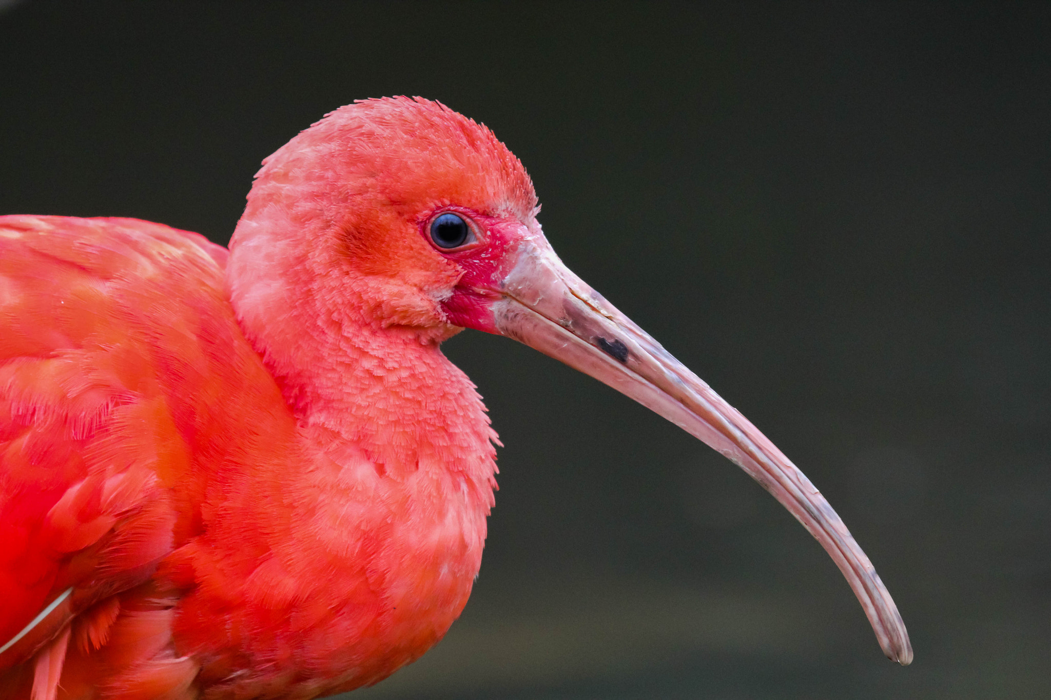 Canon EF 100-400mm F4.5-5.6L IS USM sample photo. Red scarlet ibis bird photography
