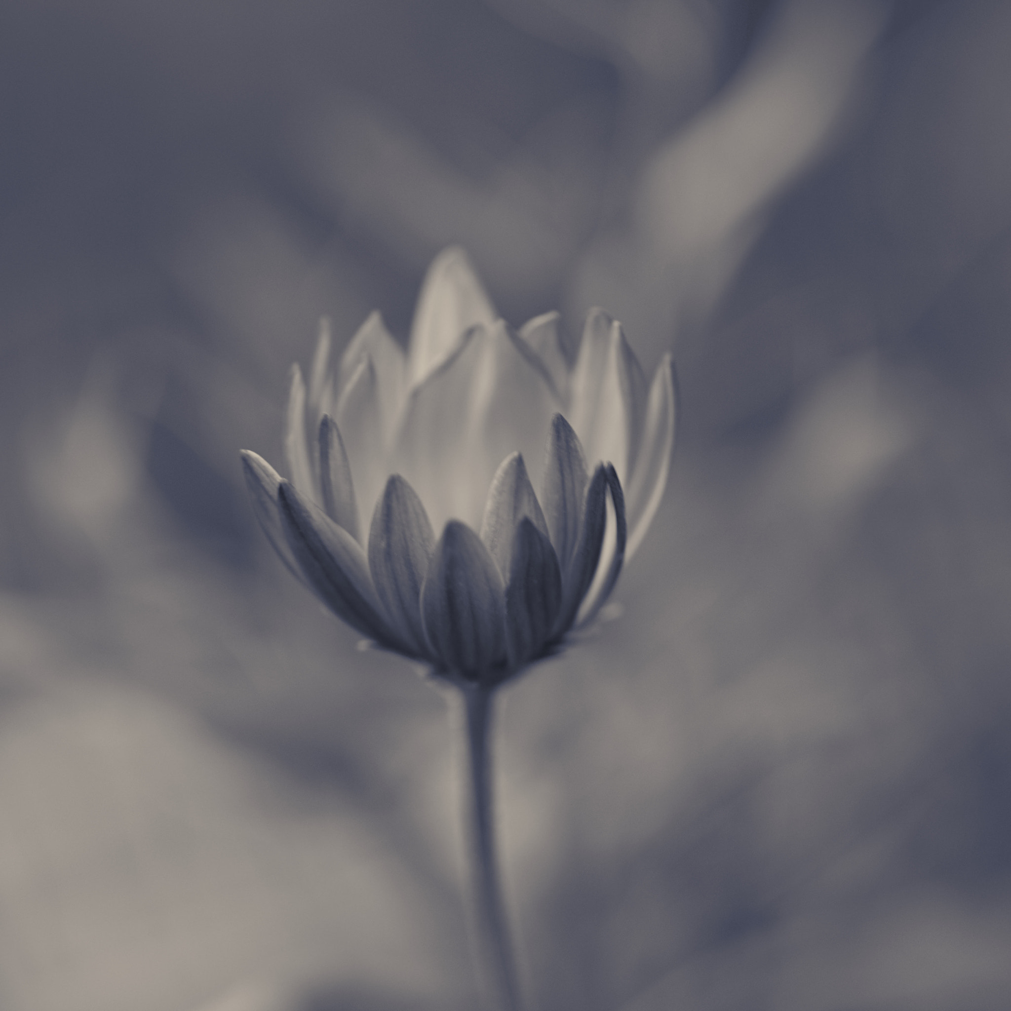 Nikon D810 sample photo. Cálice photography