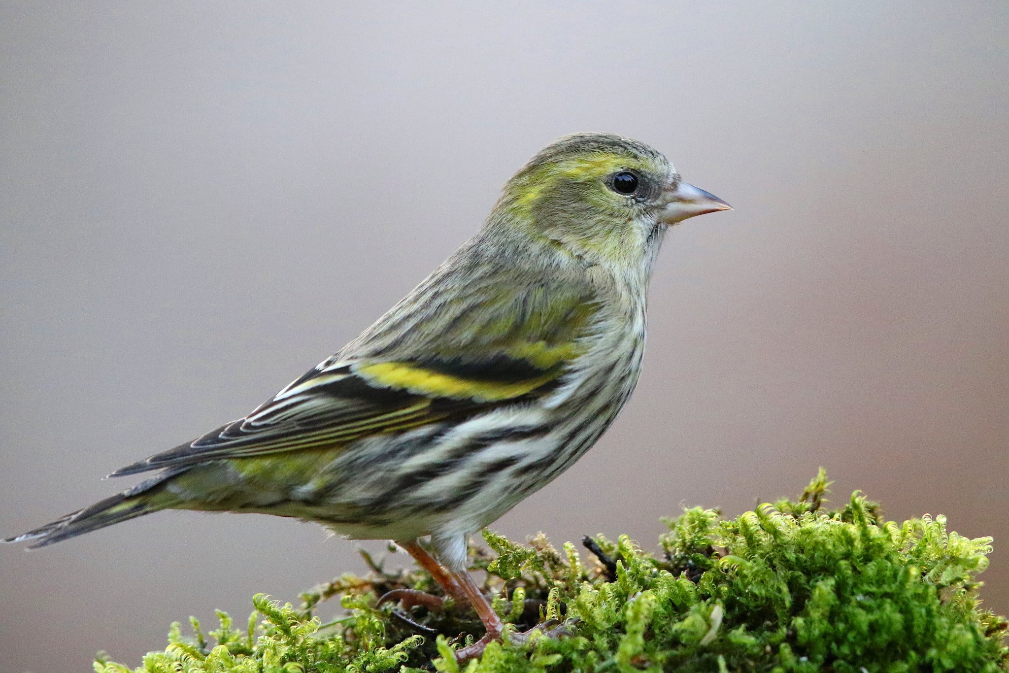 Canon EF 500mm F4L IS II USM sample photo. Female siskin photography
