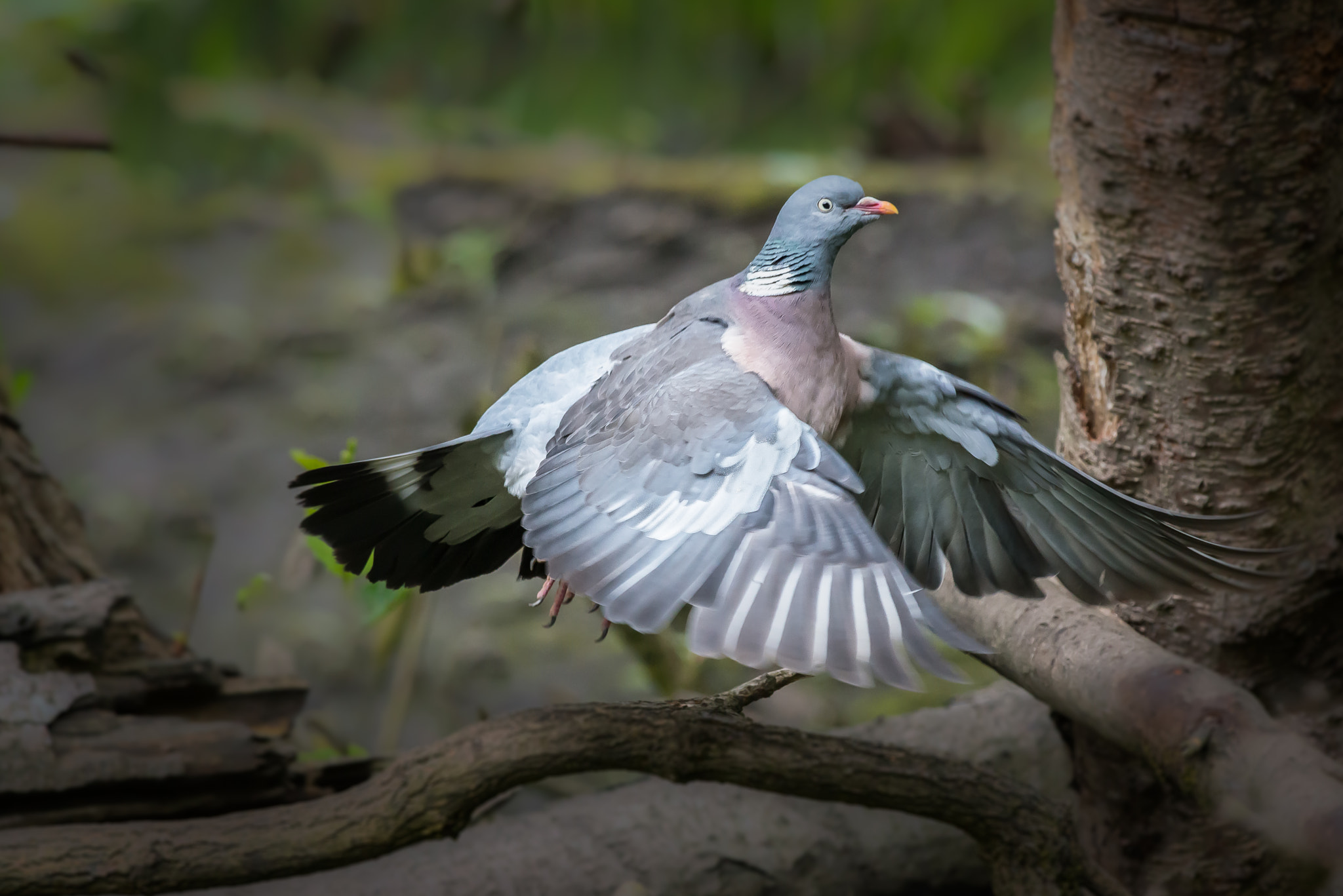 Nikon D800 + Nikon AF-S Nikkor 300mm F4D ED-IF sample photo. Wood pigeon in flight photography