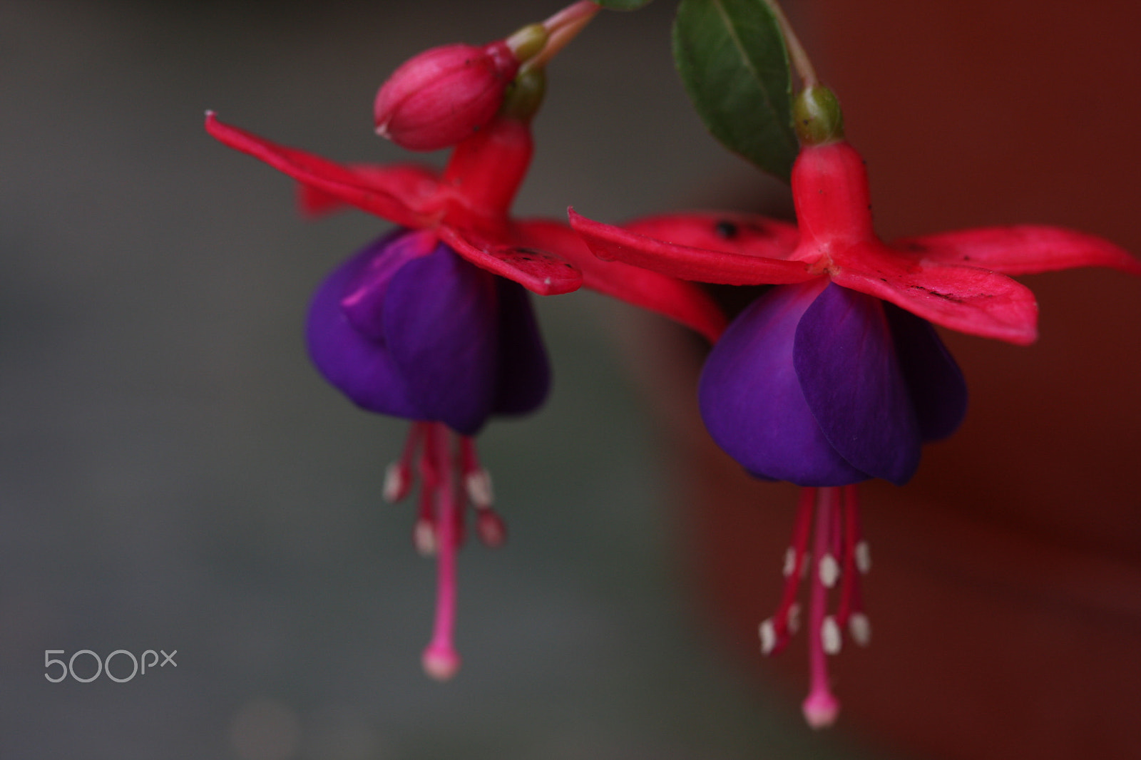 Canon EF 100mm F2.8 Macro USM sample photo. Fuschia photography