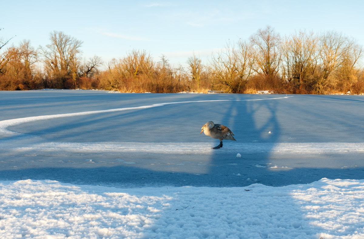 Canon EF-S 24mm F2.8 STM sample photo. Swan trail photography