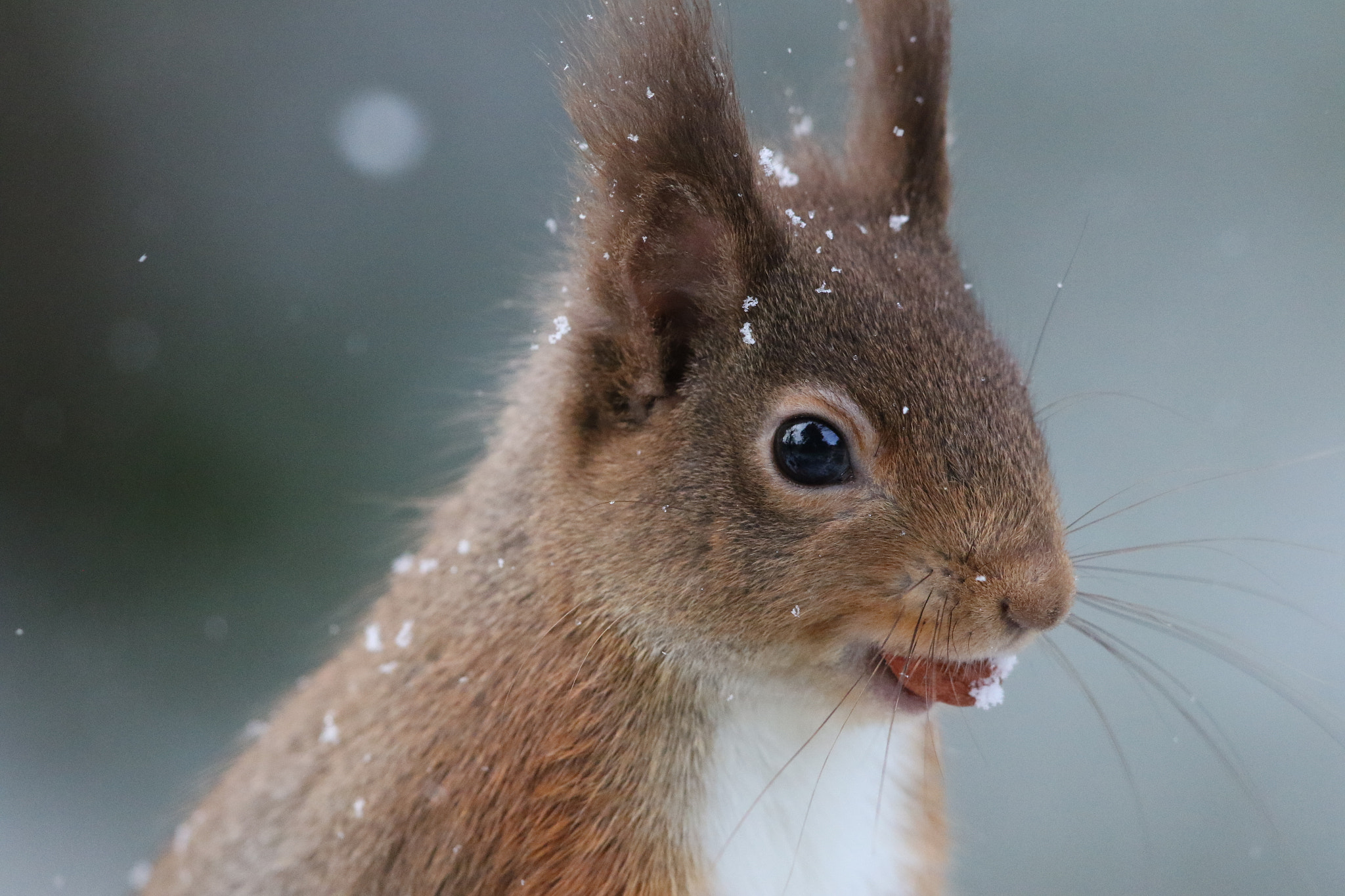 Canon EF 500mm F4L IS II USM sample photo. Red squirrel in snow photography