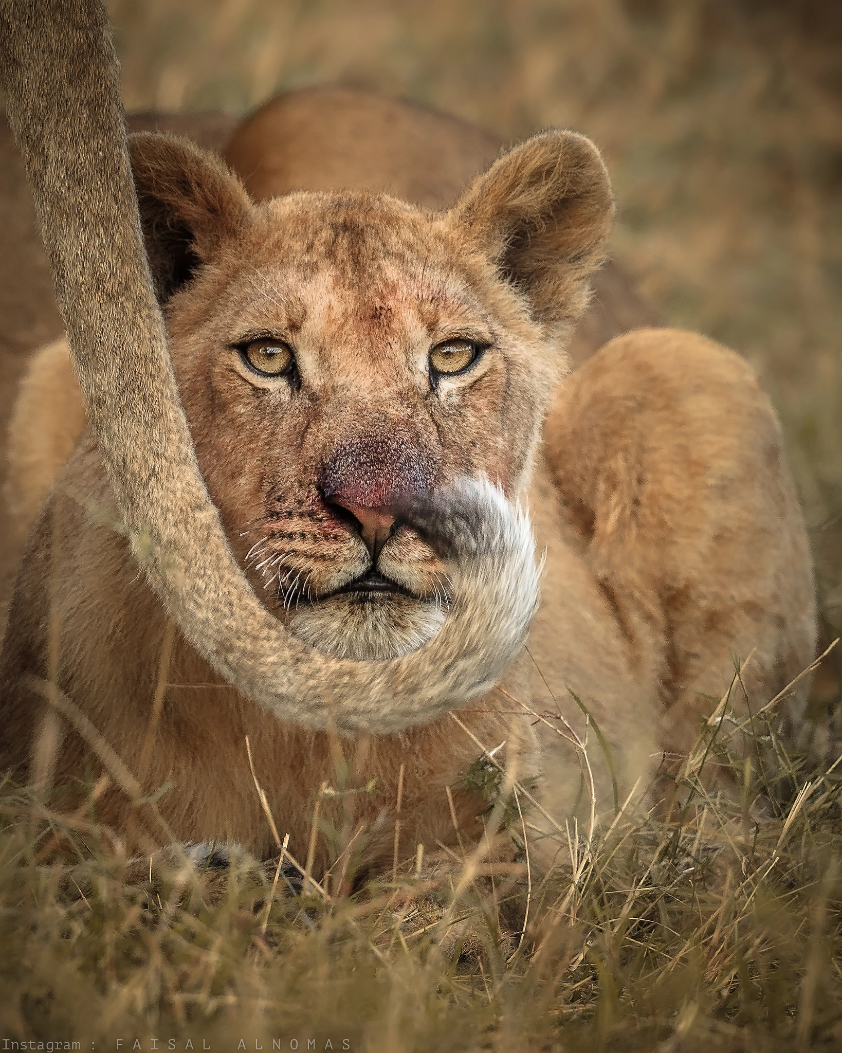 Canon EOS-1D X Mark II + Canon EF 500mm F4L IS II USM sample photo. Through the tail photography