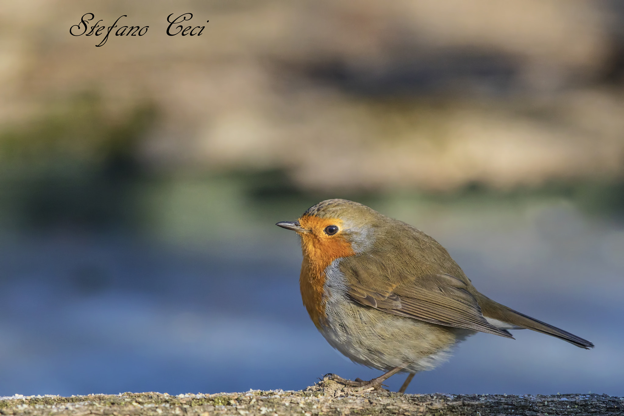 Canon EF 500mm F4L IS II USM sample photo. Robin photography