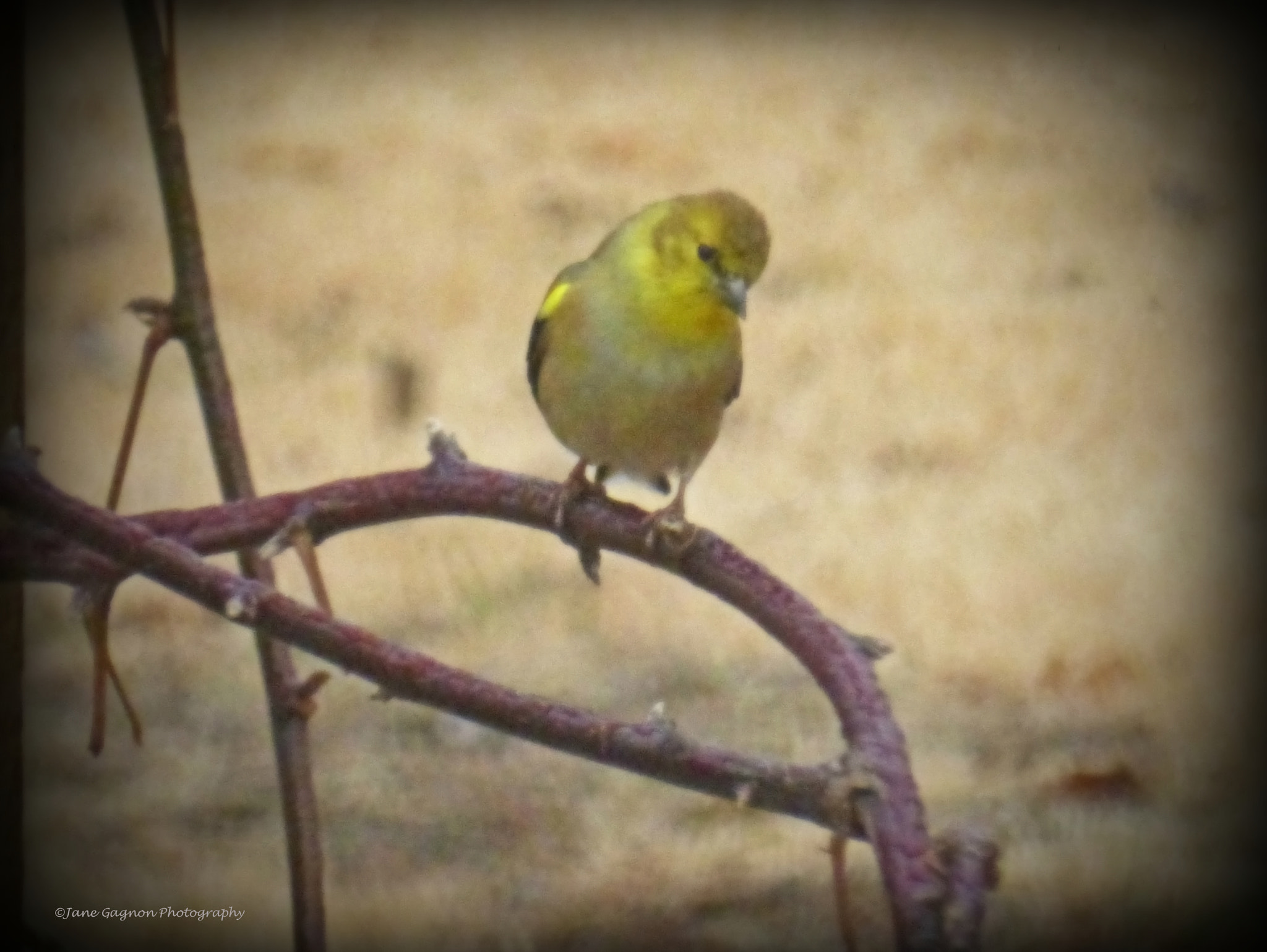 Panasonic Lumix DMC-ZS25 (Lumix DMC-TZ35) sample photo. Lesser gold finch photography