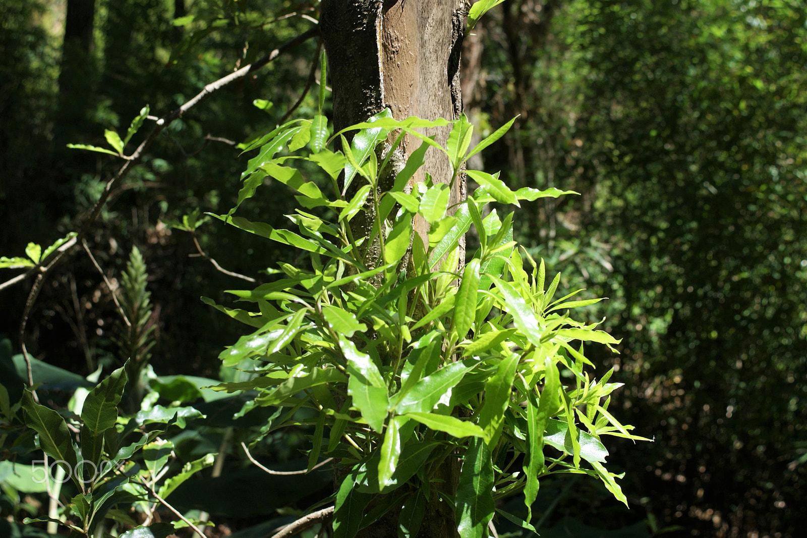 Sony Alpha DSLR-A390 sample photo. The positive impact of nature photography