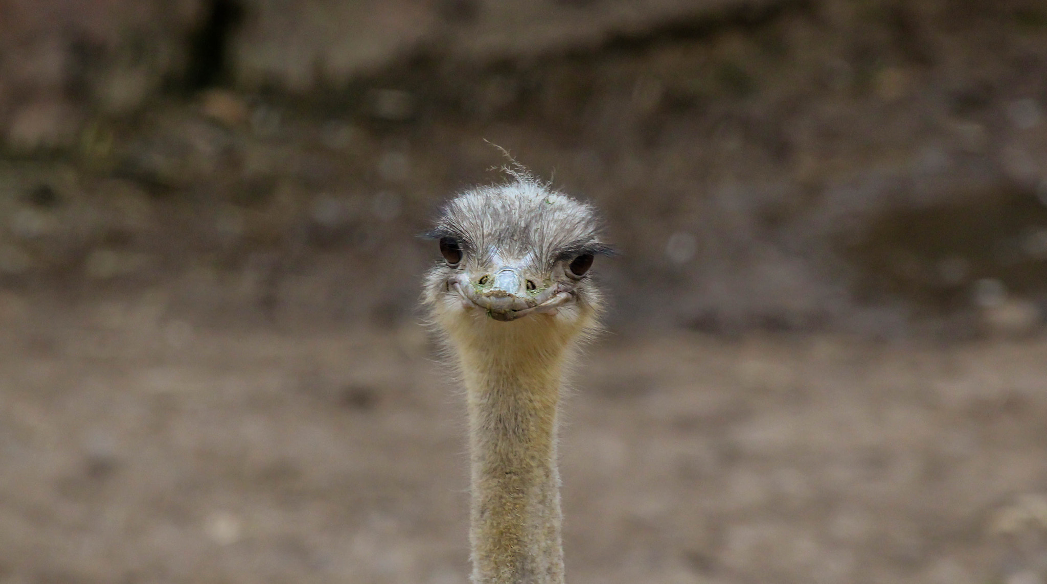 Canon EF 100-400mm F4.5-5.6L IS USM sample photo. Ostrich photography