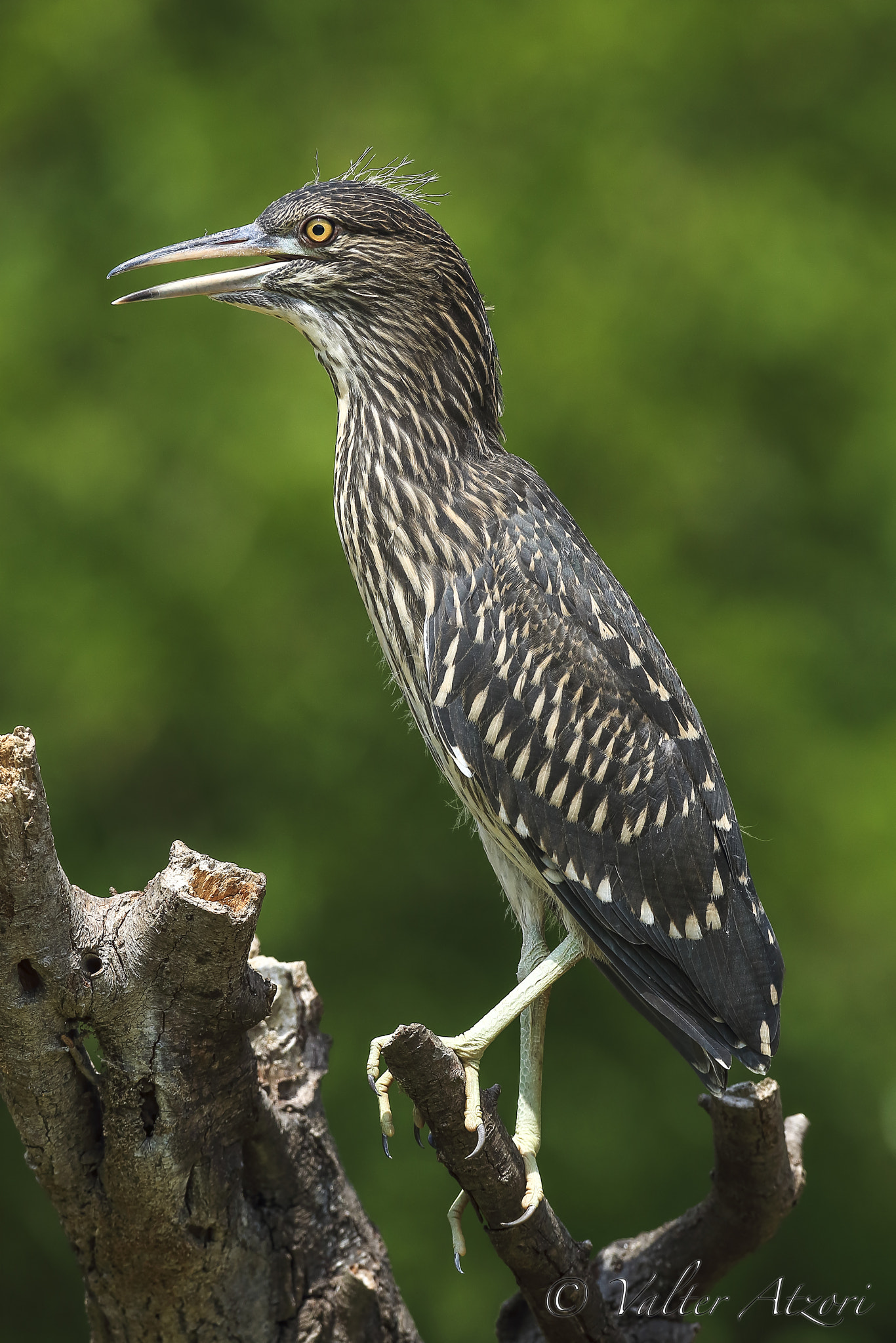 Canon EF 600mm f/4L IS sample photo. Night heron photography