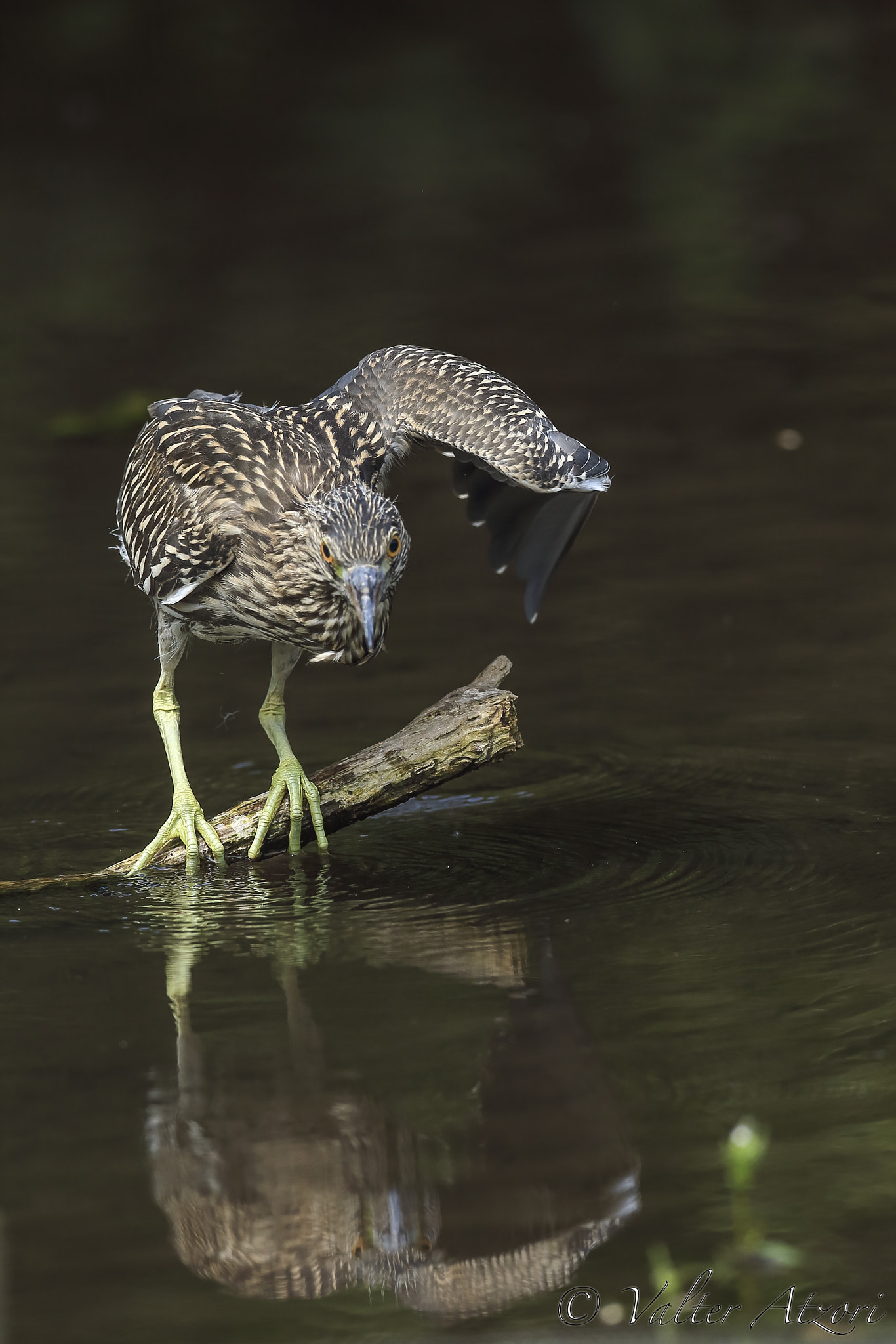 Canon EF 600mm f/4L IS sample photo. Night heron in the mirror photography