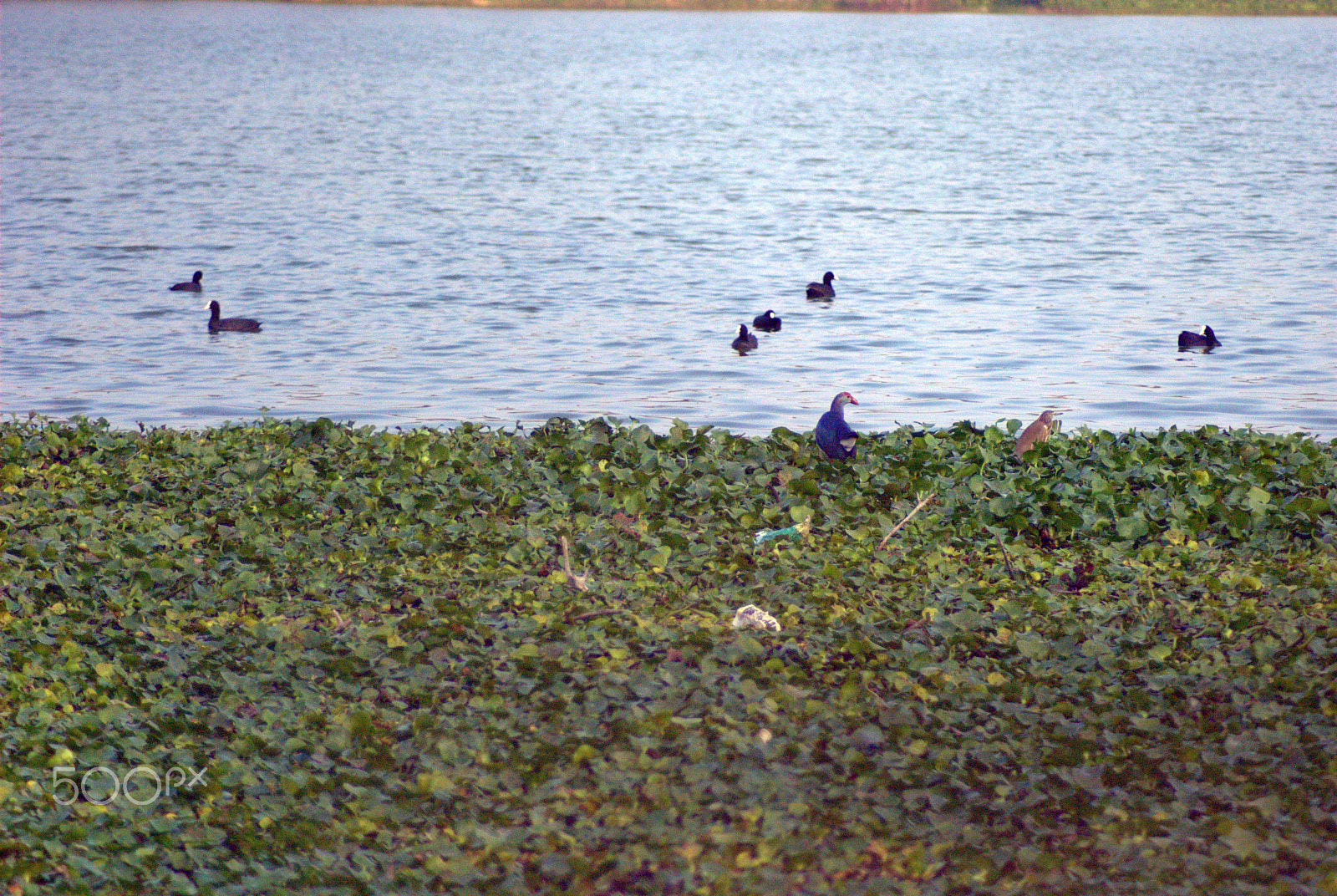 Nikon AF Nikkor 70-300mm F4-5.6G sample photo. Birds habitat photography