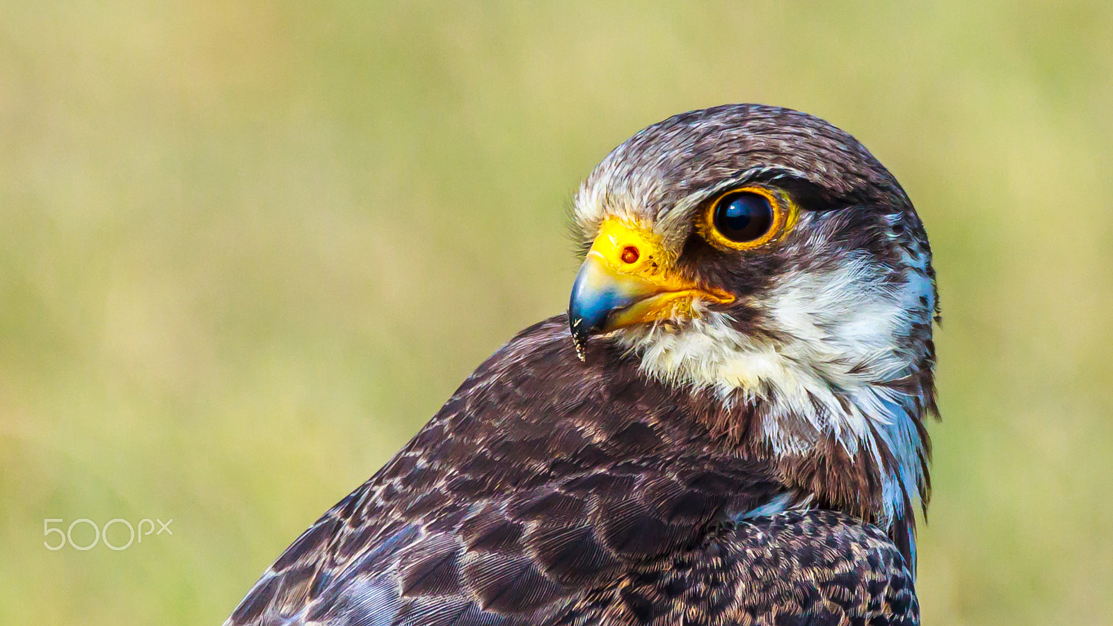 Sigma 150-600mm F5-6.3 DG OS HSM | C sample photo. "from siberia, with love" photography