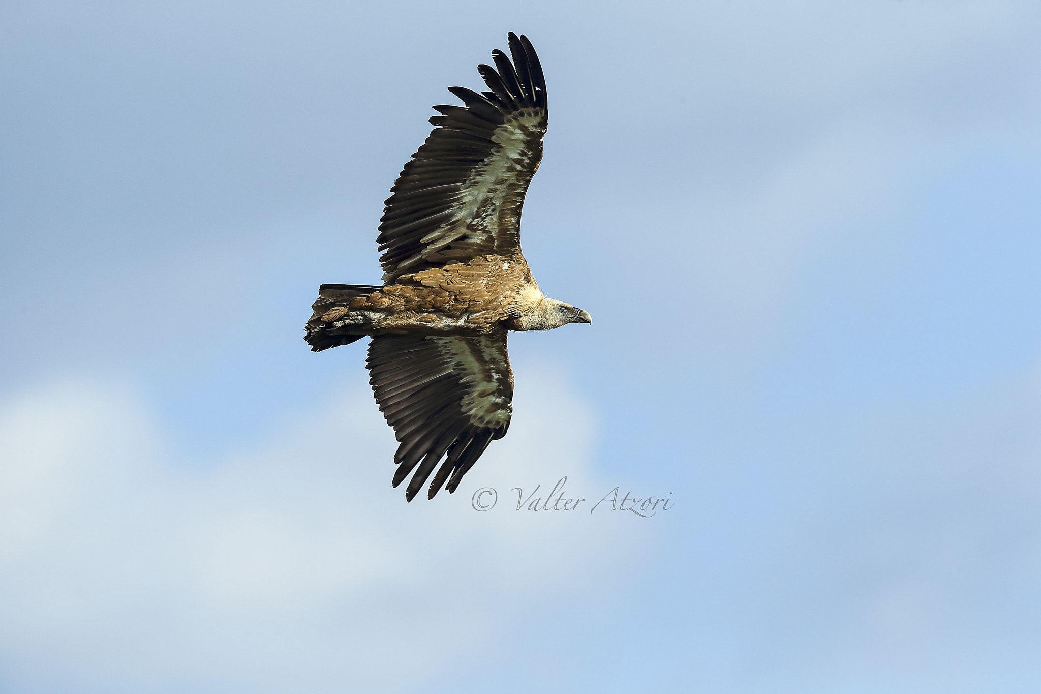 Canon EF 400mm F2.8L IS II USM sample photo. Griffin photography