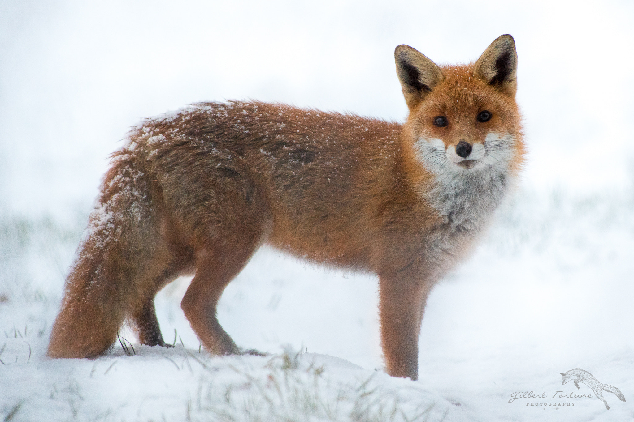 Nikon D5 + Nikon AF-S Nikkor 300mm F2.8G ED VR II sample photo. Face to face photography