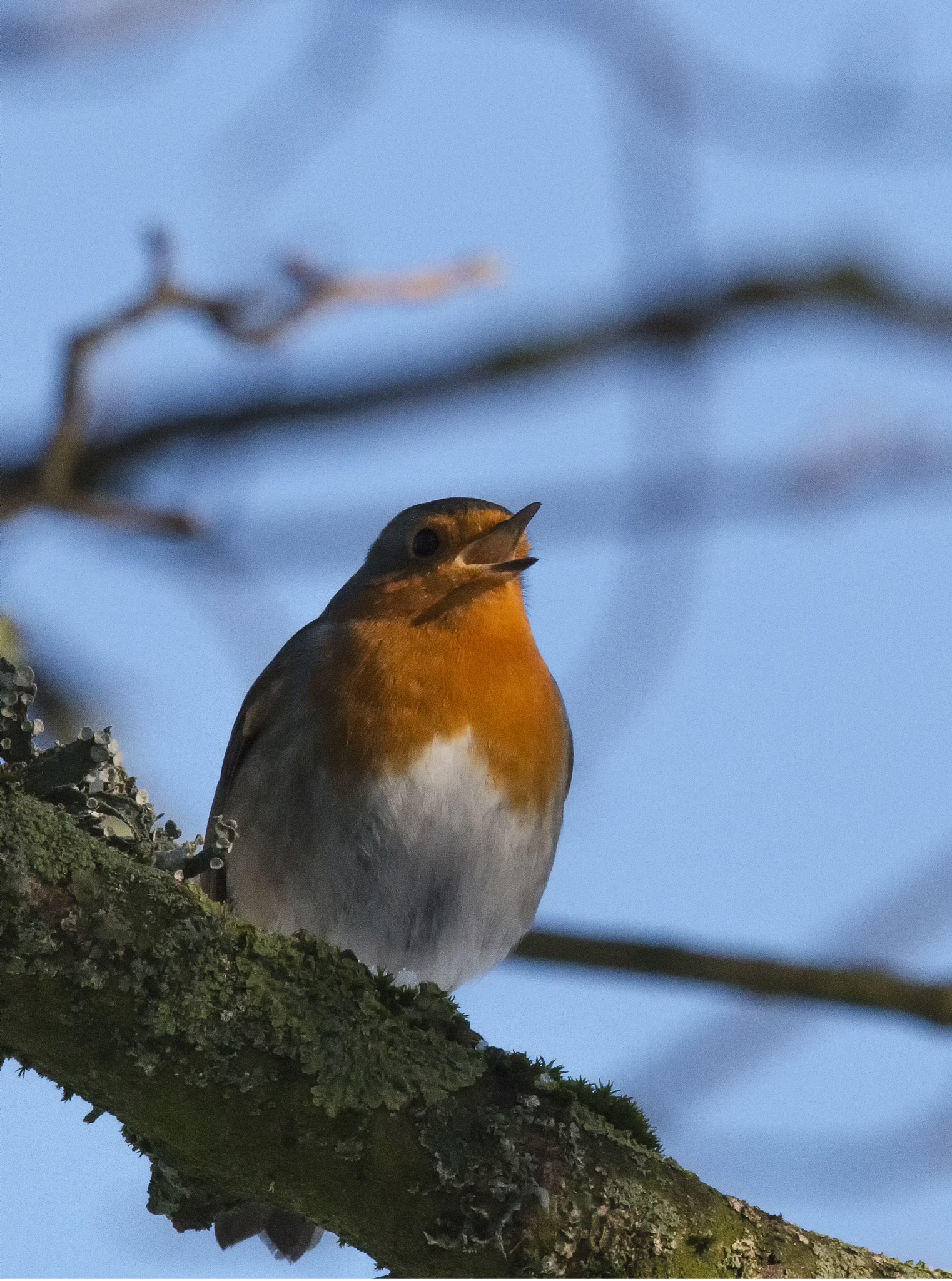 Sigma 150-600mm F5-6.3 DG OS HSM | C sample photo. Robin singing photography