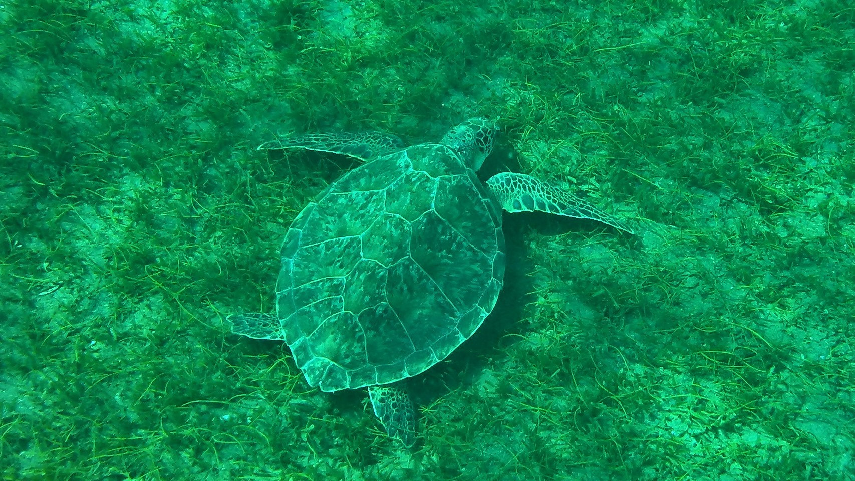 Kodak PLAYSPORT VIDEO CAMERA, ZX3 sample photo. Guadeloupe turtle photography