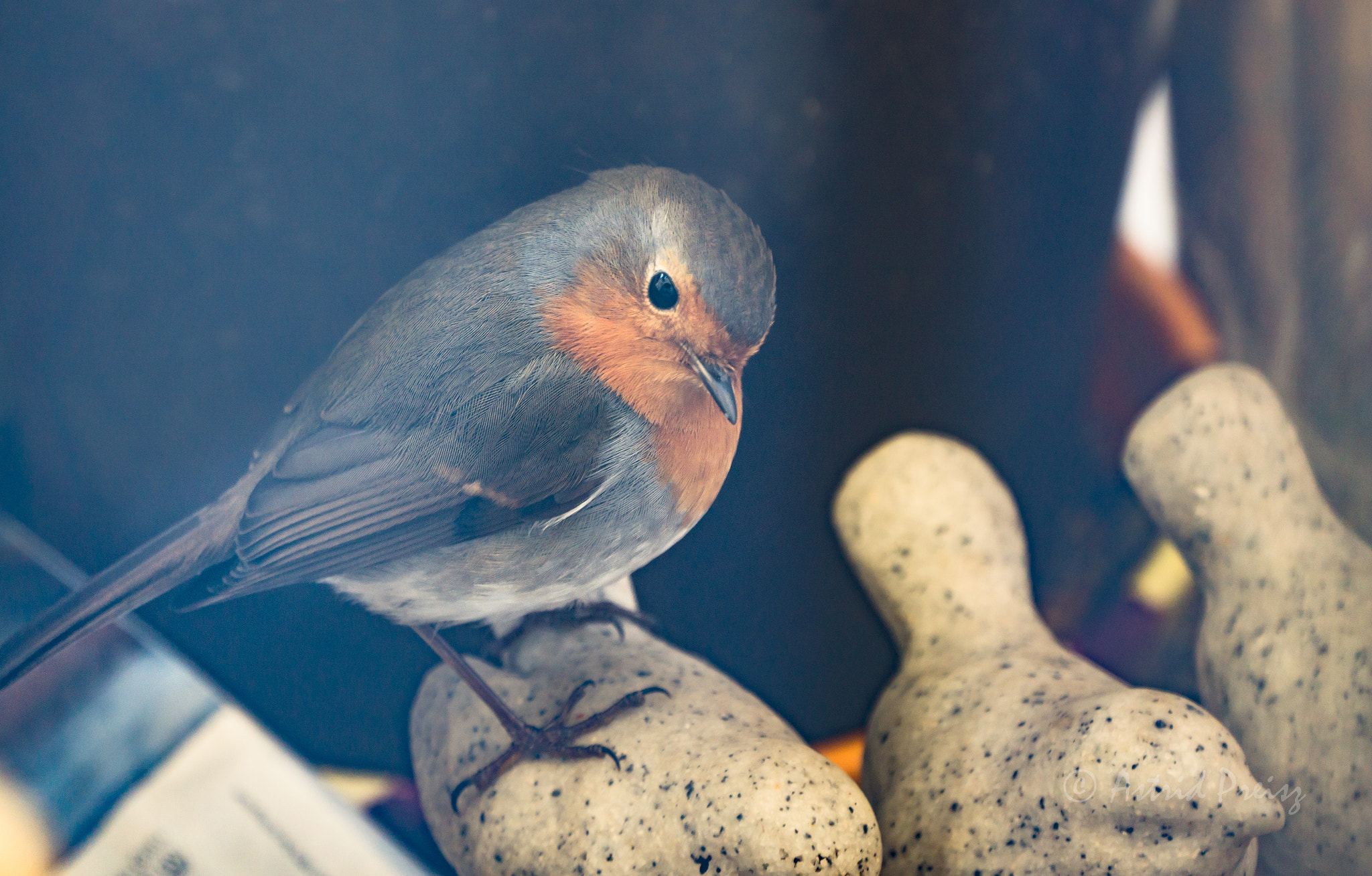 Sony FE 70-300mm F4.5-5.6 G OSS sample photo. European robin photography
