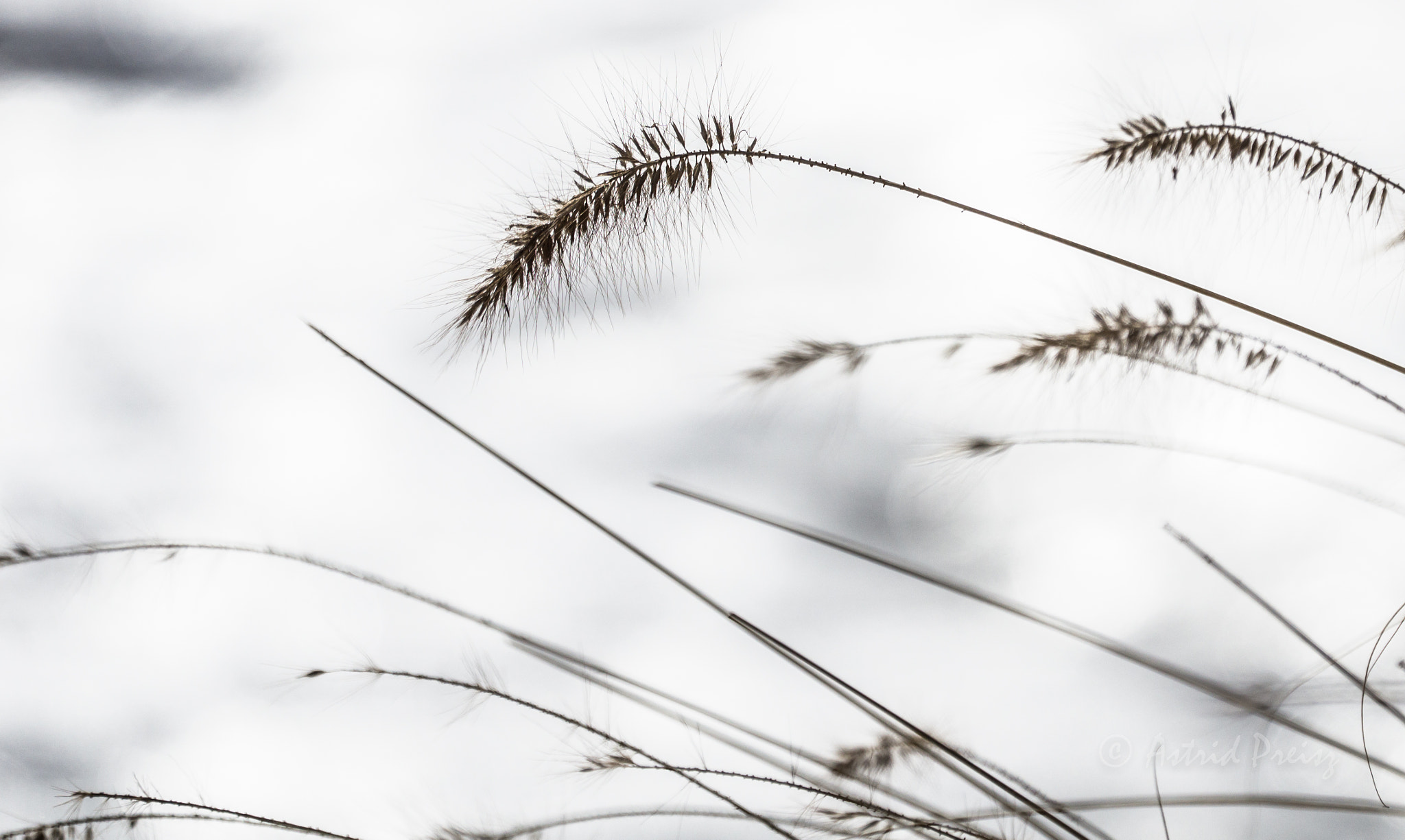Sony FE 70-300mm F4.5-5.6 G OSS sample photo. Grass photography