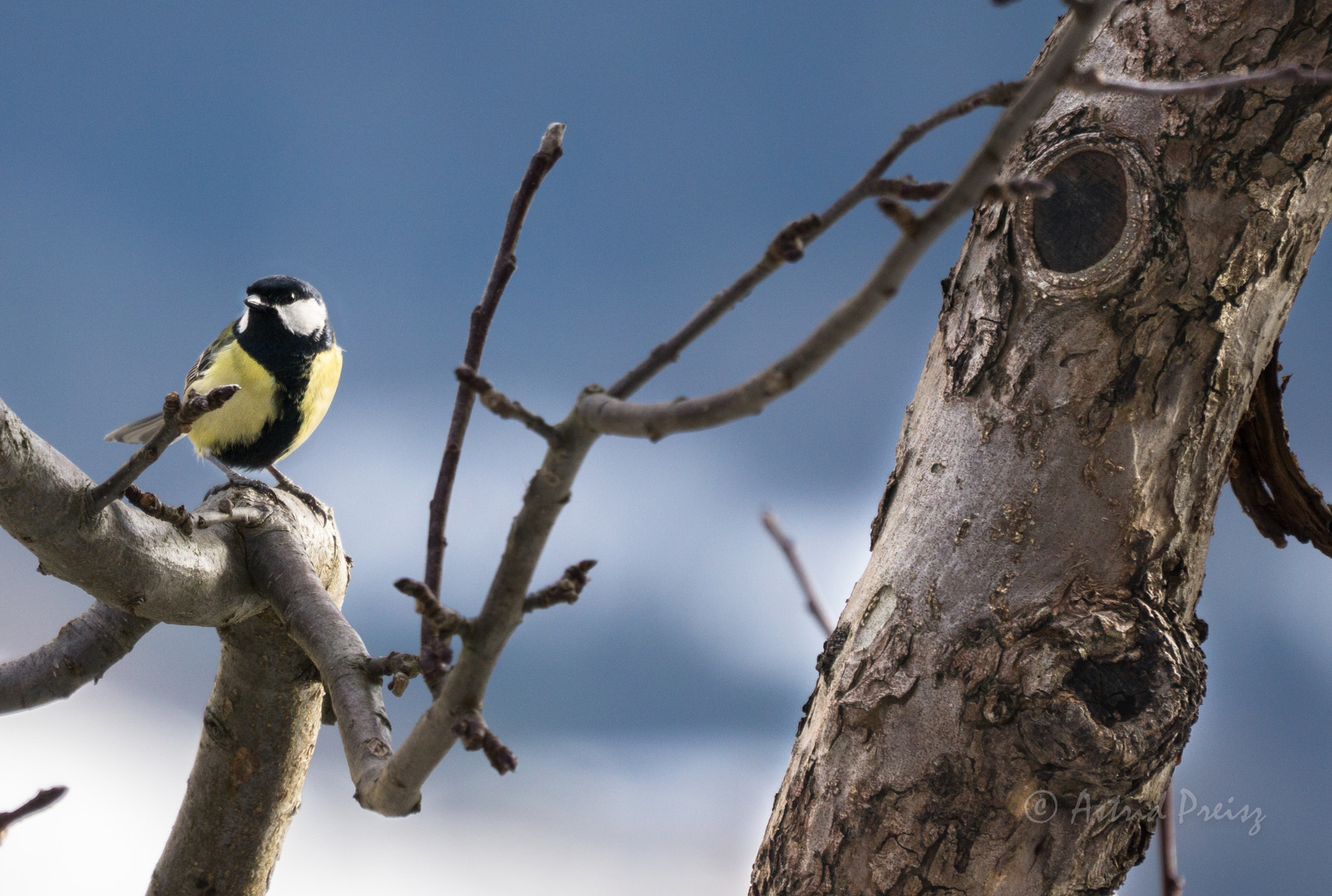 Sony FE 70-300mm F4.5-5.6 G OSS sample photo. Great tit in a tree photography