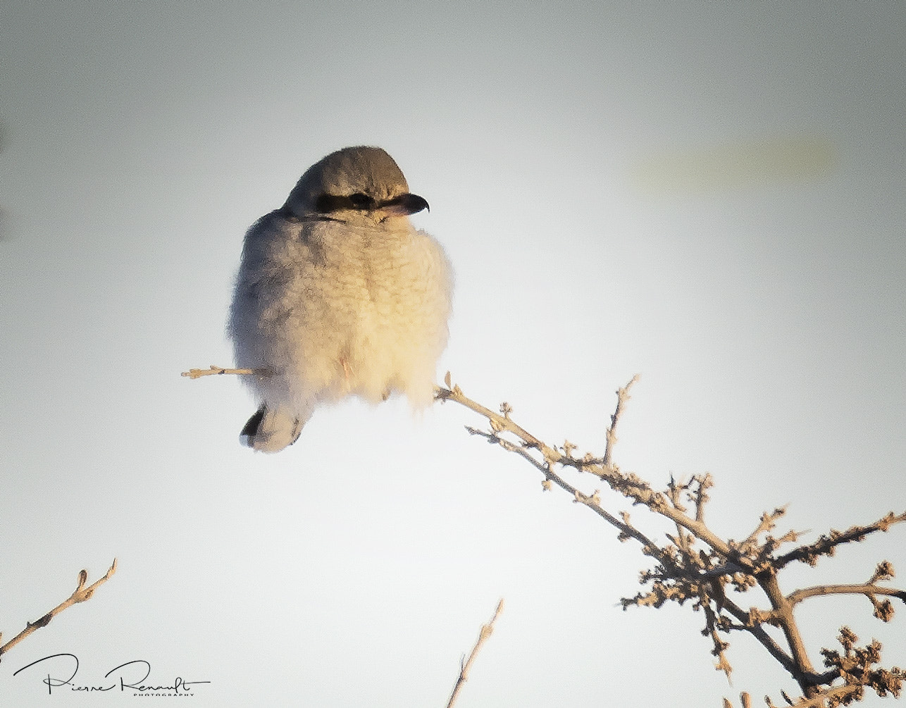 Panasonic Lumix DMC-GH4 + LEICA DG 100-400/F4.0-6.3 sample photo. Loggerhead shrike photography