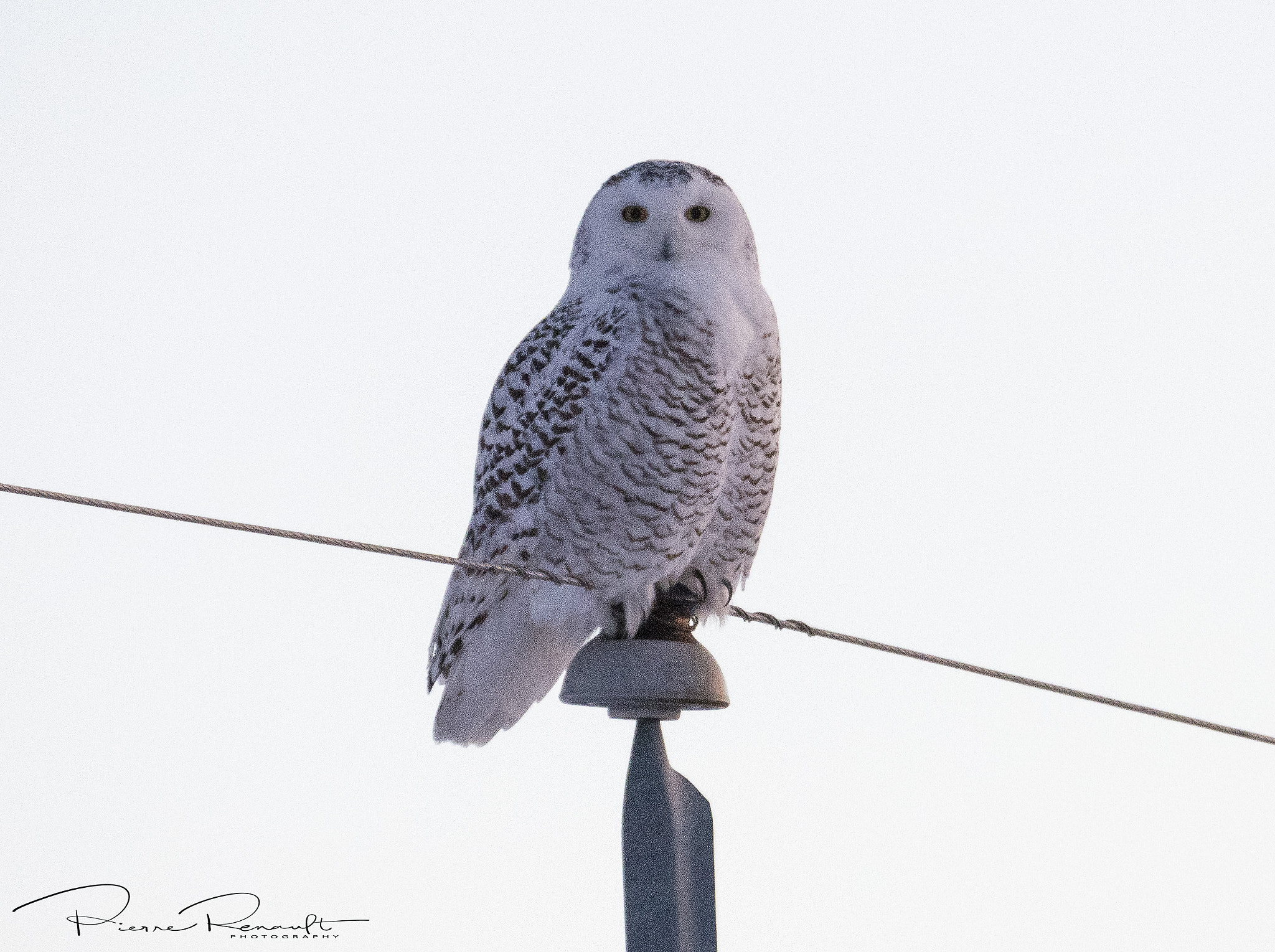 Panasonic Lumix DMC-GH4 sample photo. Snowy owl photography