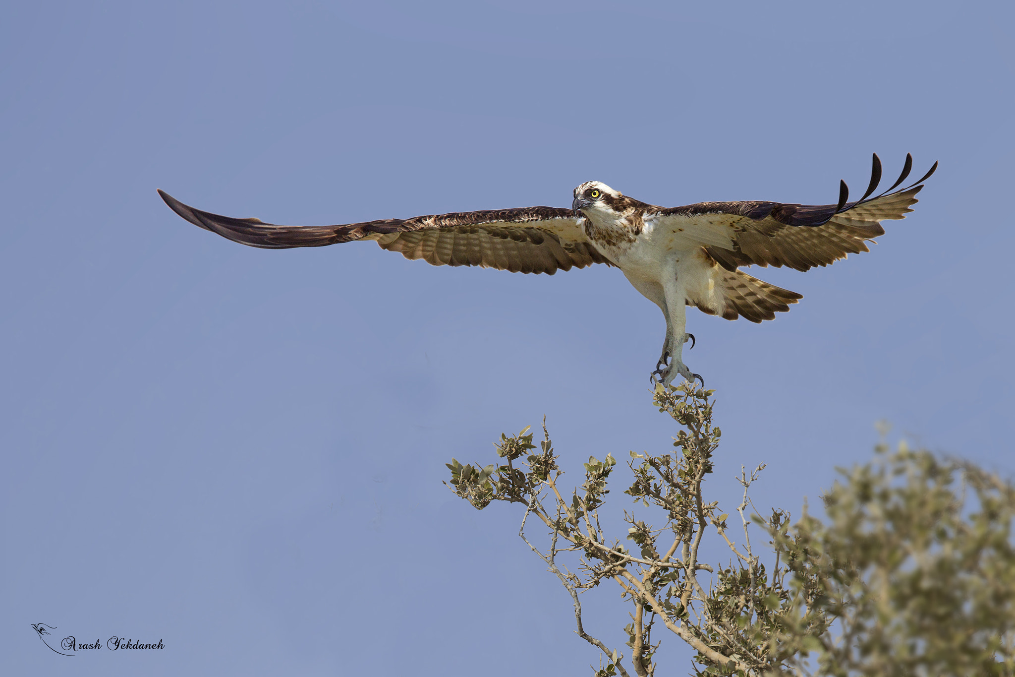 Canon EF 300mm F2.8L IS USM sample photo. Osprey photography