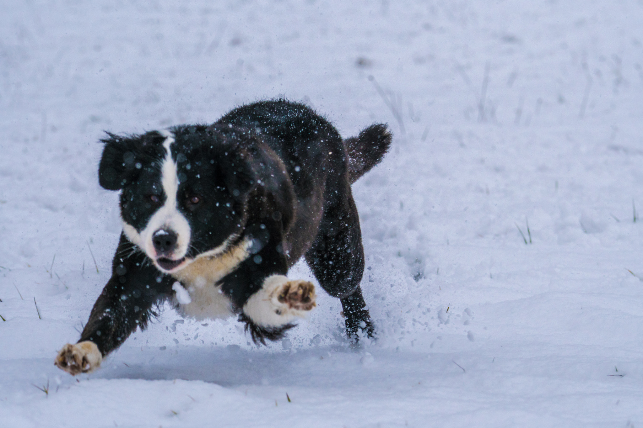 Sony a6300 + Sony FE 70-200mm F4 G OSS sample photo. I have it :) photography