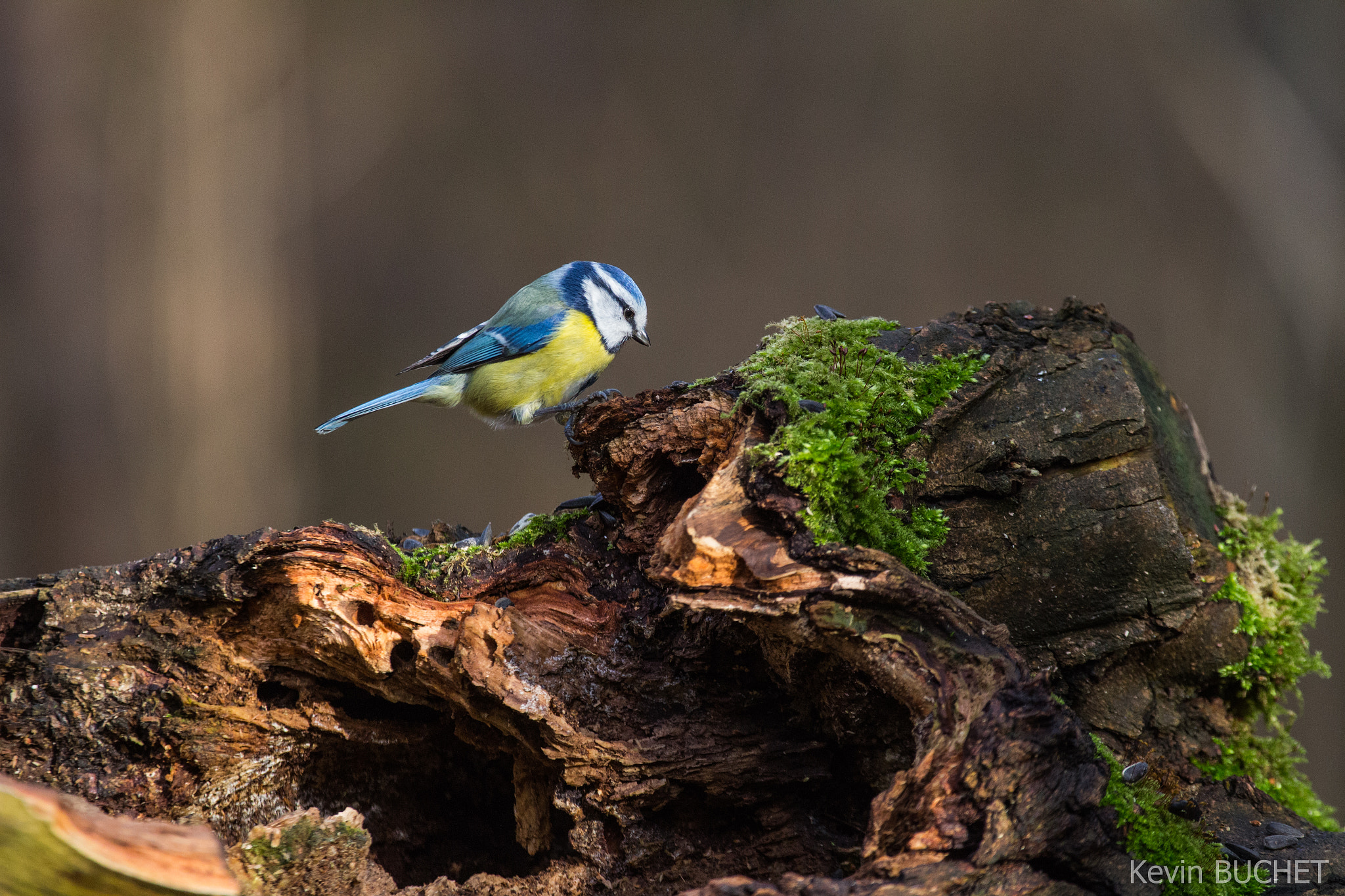 Canon EOS 700D (EOS Rebel T5i / EOS Kiss X7i) + Canon EF 70-200mm F4L USM sample photo. Bird photography