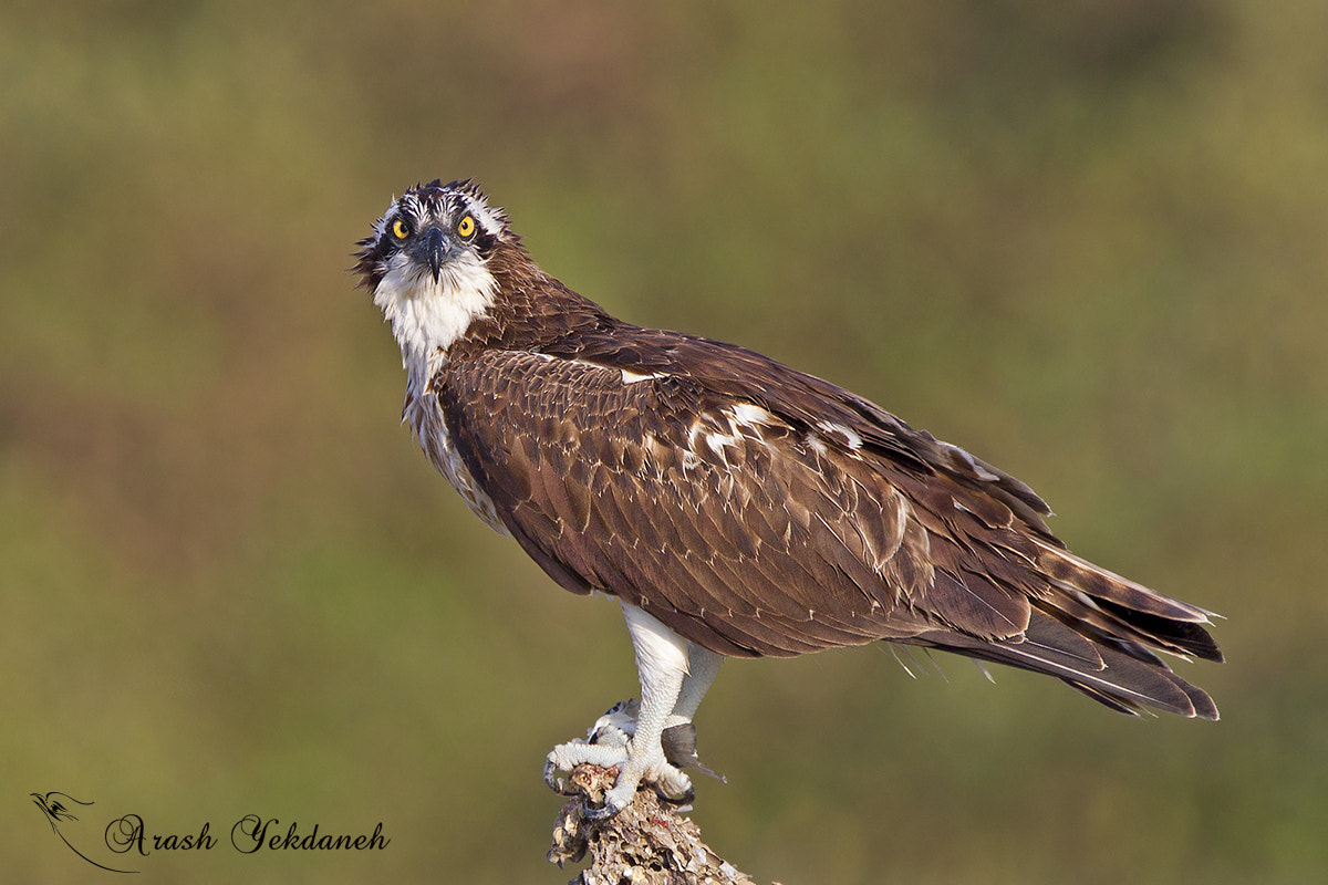 Canon EOS-1D Mark IV sample photo. Osprey photography