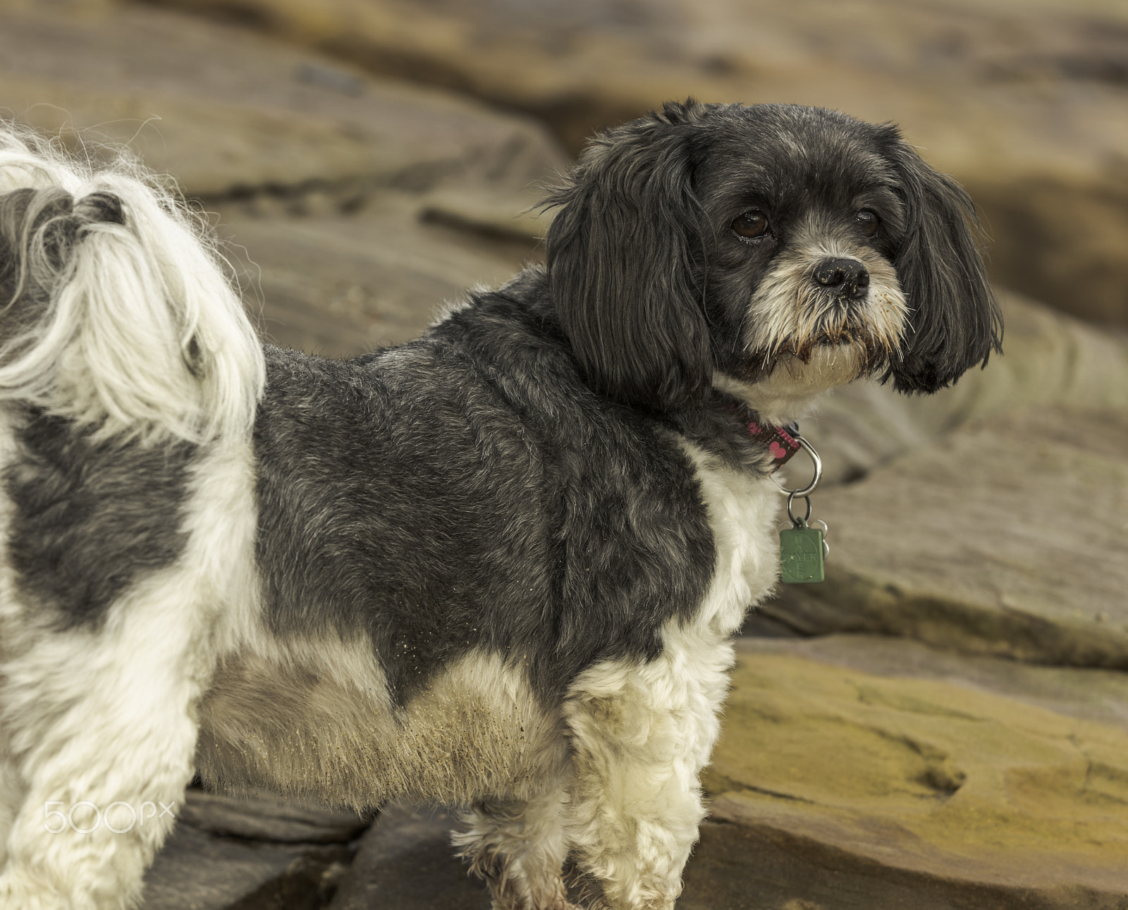 Canon EOS 5DS sample photo. Ellie january 2017 photography
