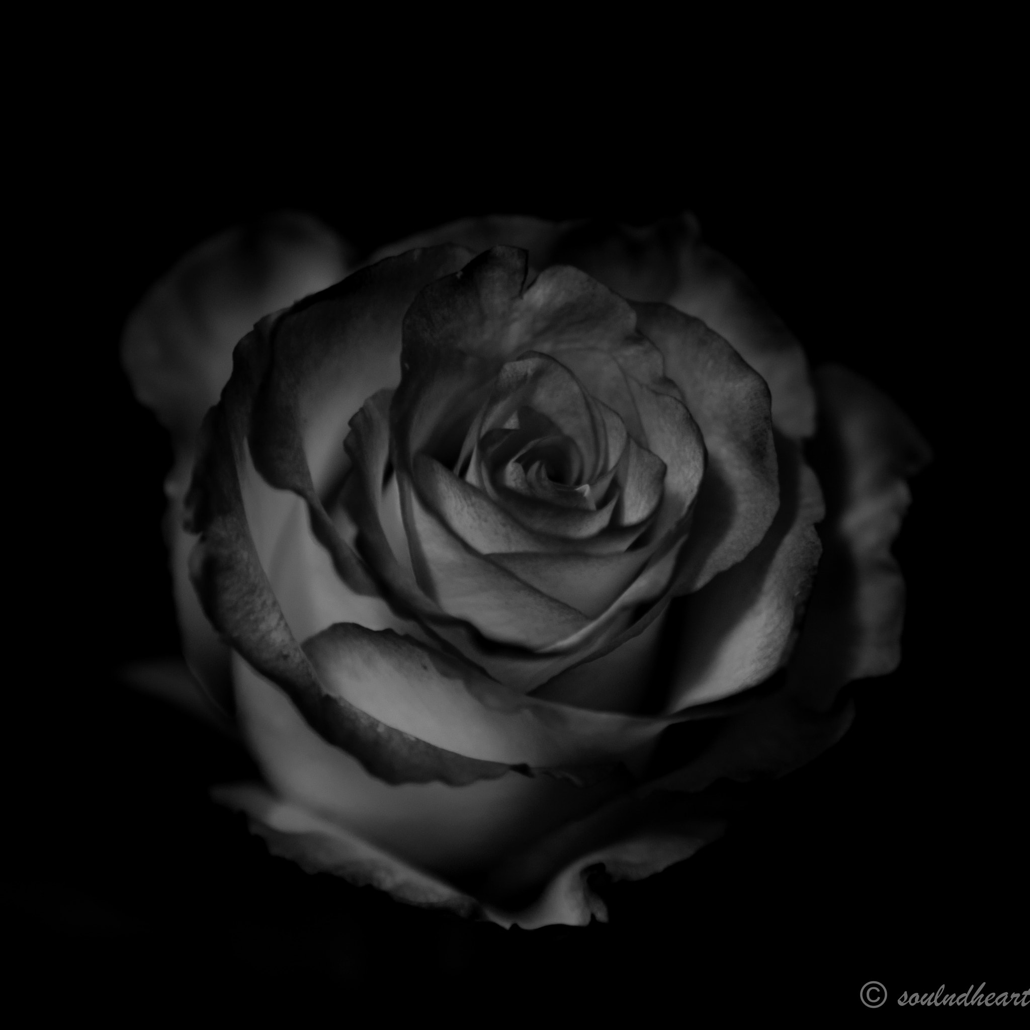 Sony a7 II sample photo. The beauty of a rose photography