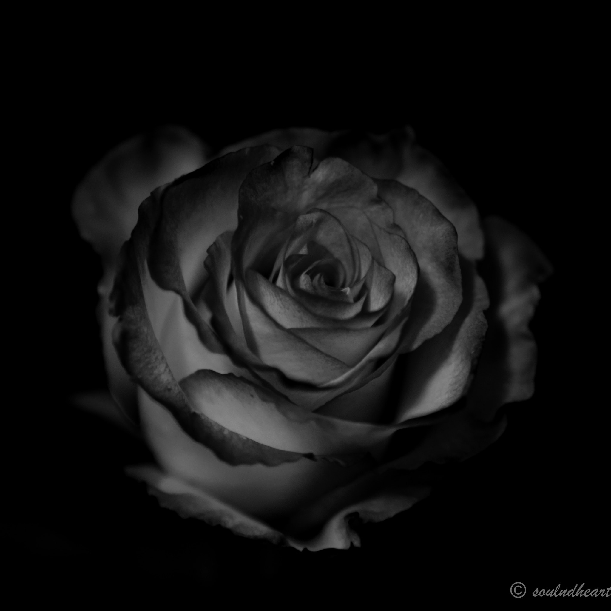 Sony FE 24-70mm F2.8 GM sample photo. The beauty of a rose photography