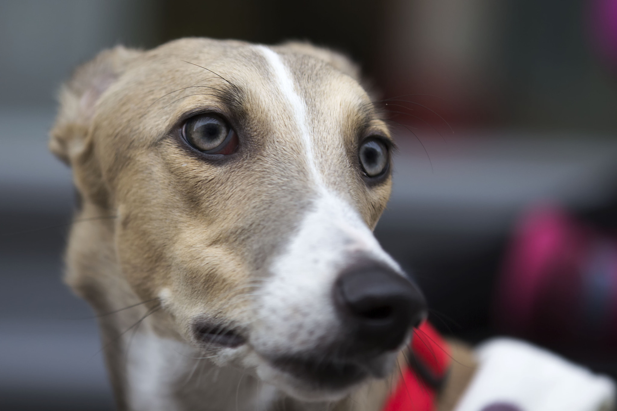 Canon EF 70-200mm F2.8L IS II USM sample photo. Mr. dog photography