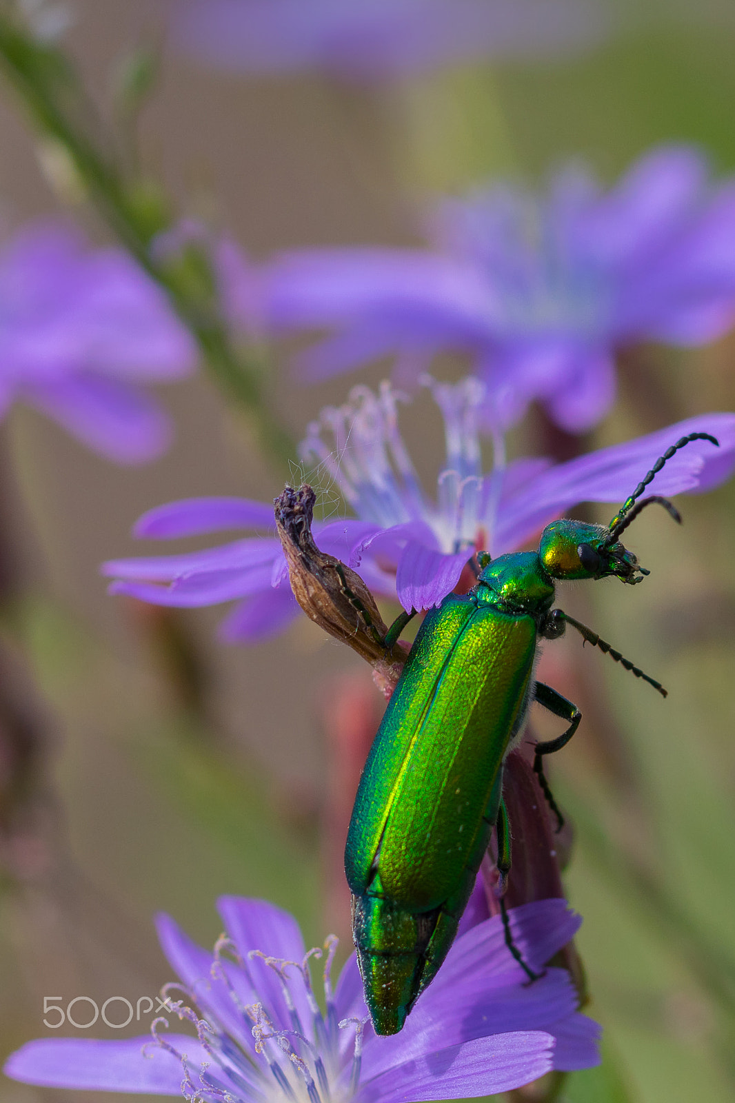 Canon EF 100mm F2.8L Macro IS USM sample photo. Spanish fly photography