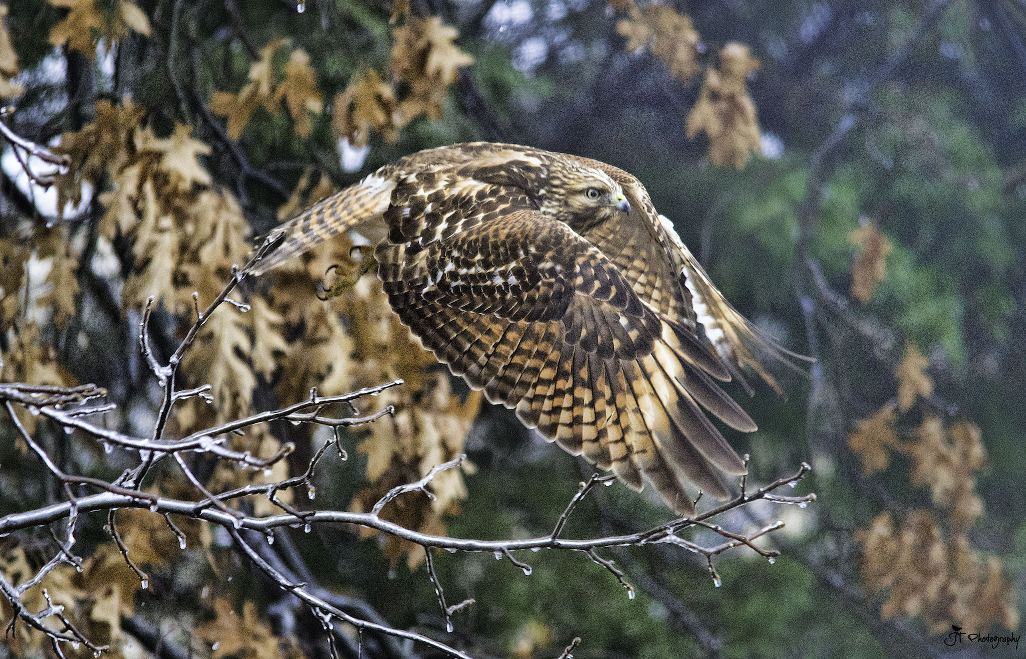 Sigma 150-500mm F5-6.3 DG OS HSM sample photo