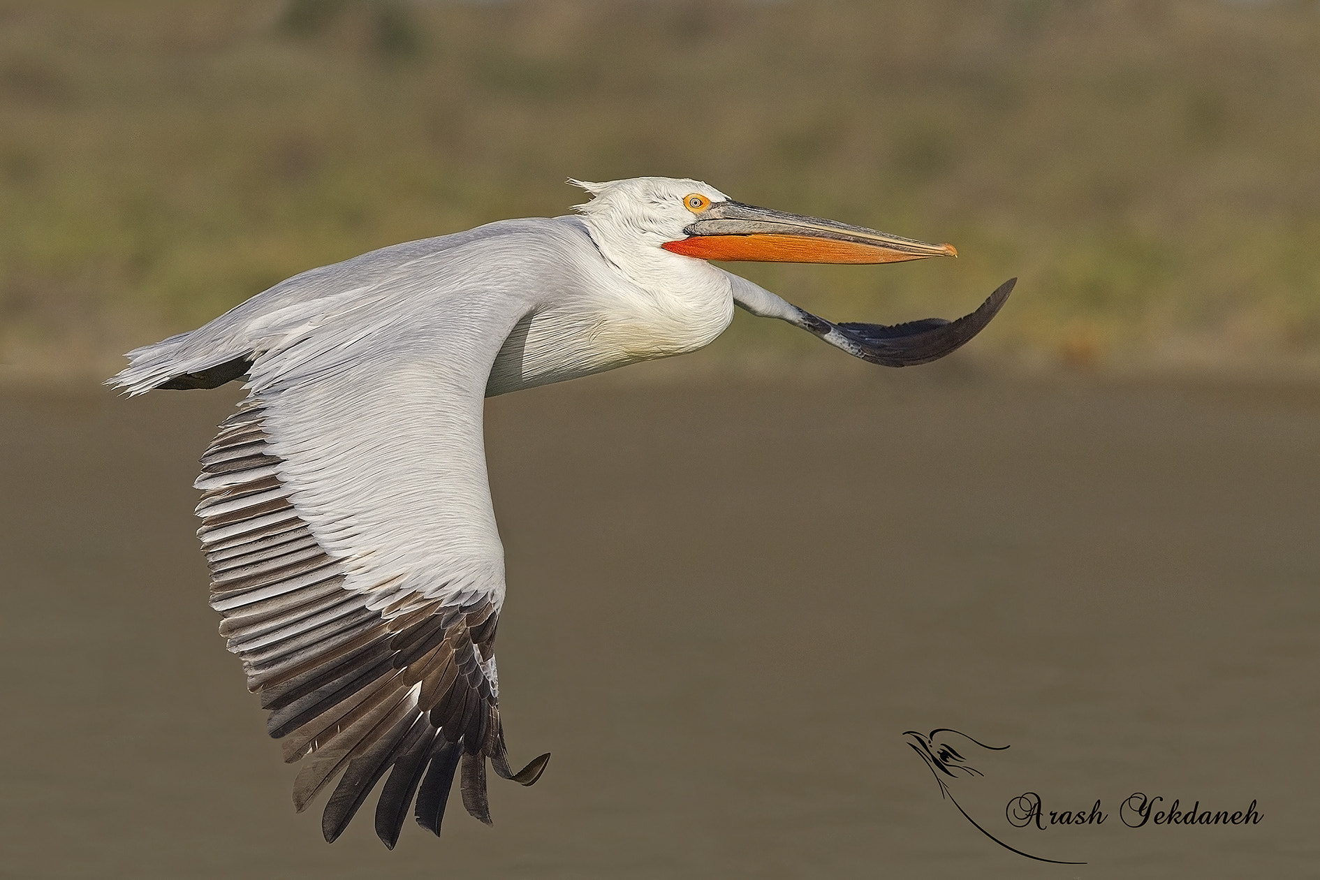 Canon EOS-1D Mark IV sample photo. Dalmatian pelican photography