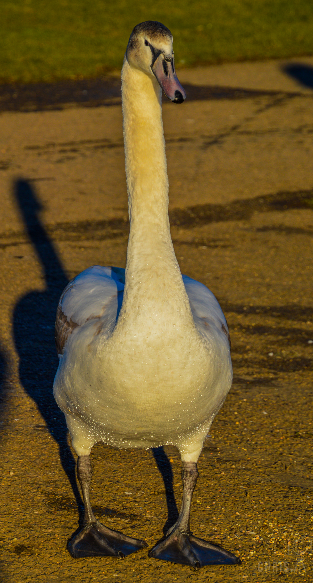 Nikon D3200 sample photo. Penshaw herrington angels photography