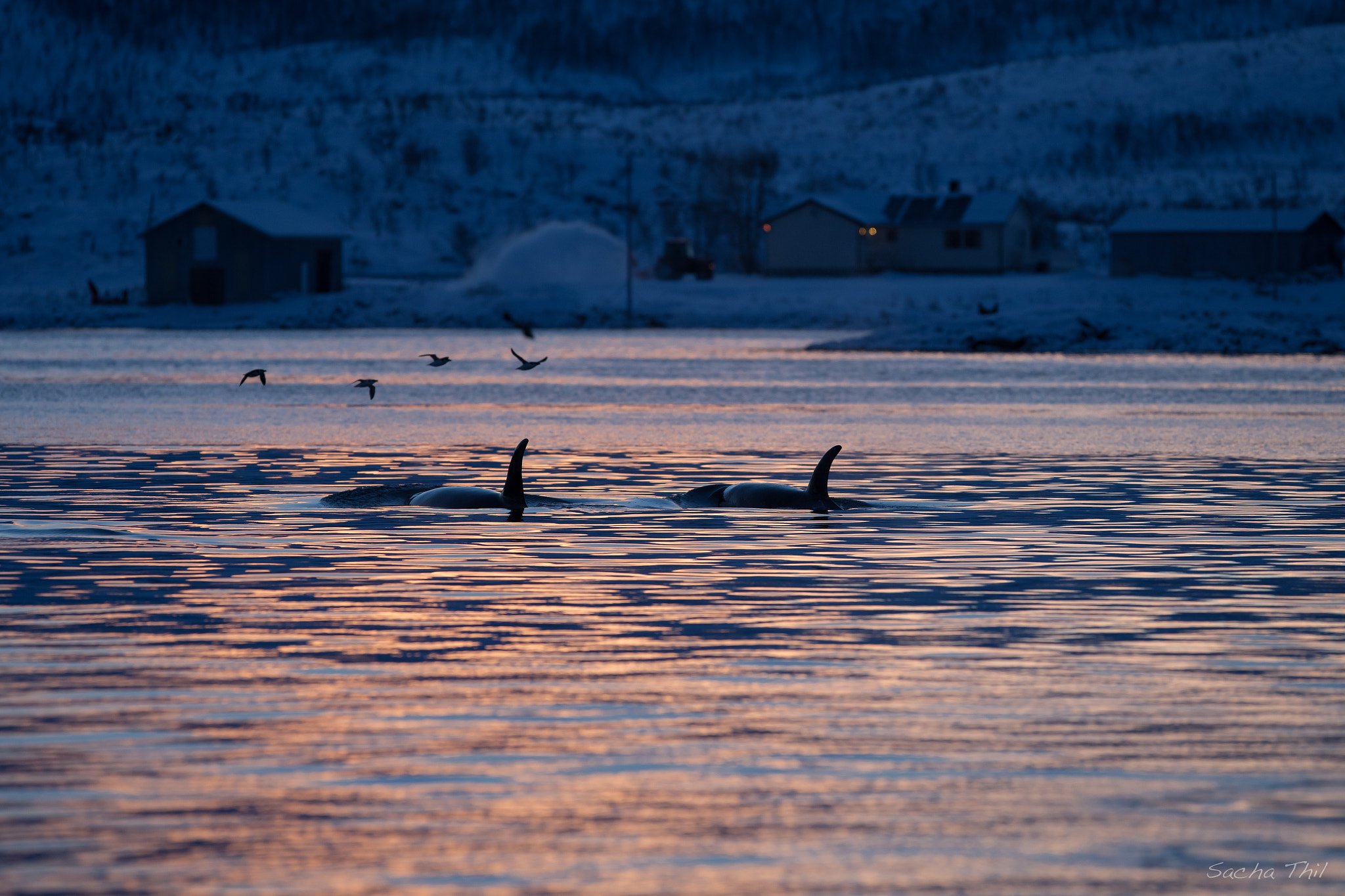 Canon EF 300mm F2.8L IS USM sample photo. Orcas photography