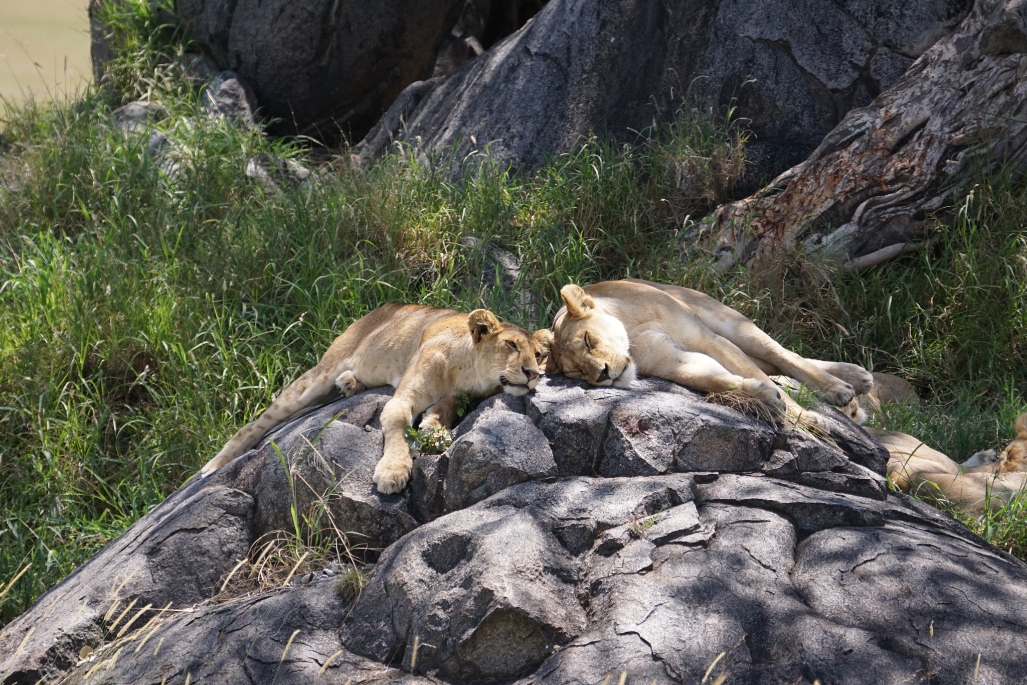 Sony 70-300mm F4.5-5.6 G SSM sample photo. Family nap photography