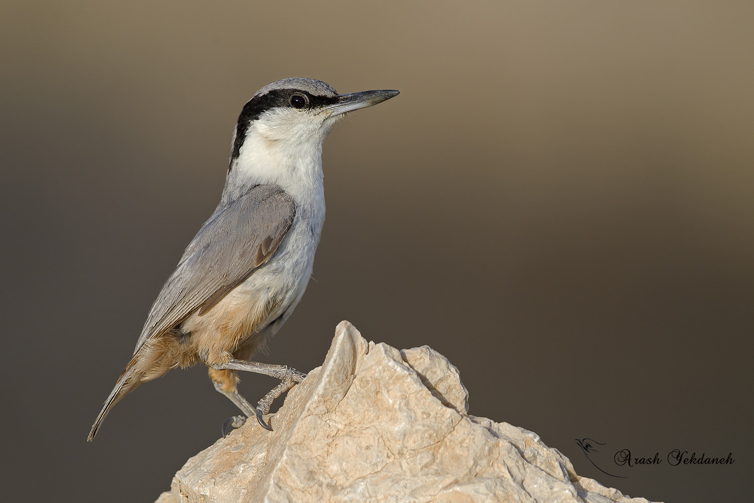 Canon EOS-1D Mark IV sample photo. Eastern rock nuthatch photography